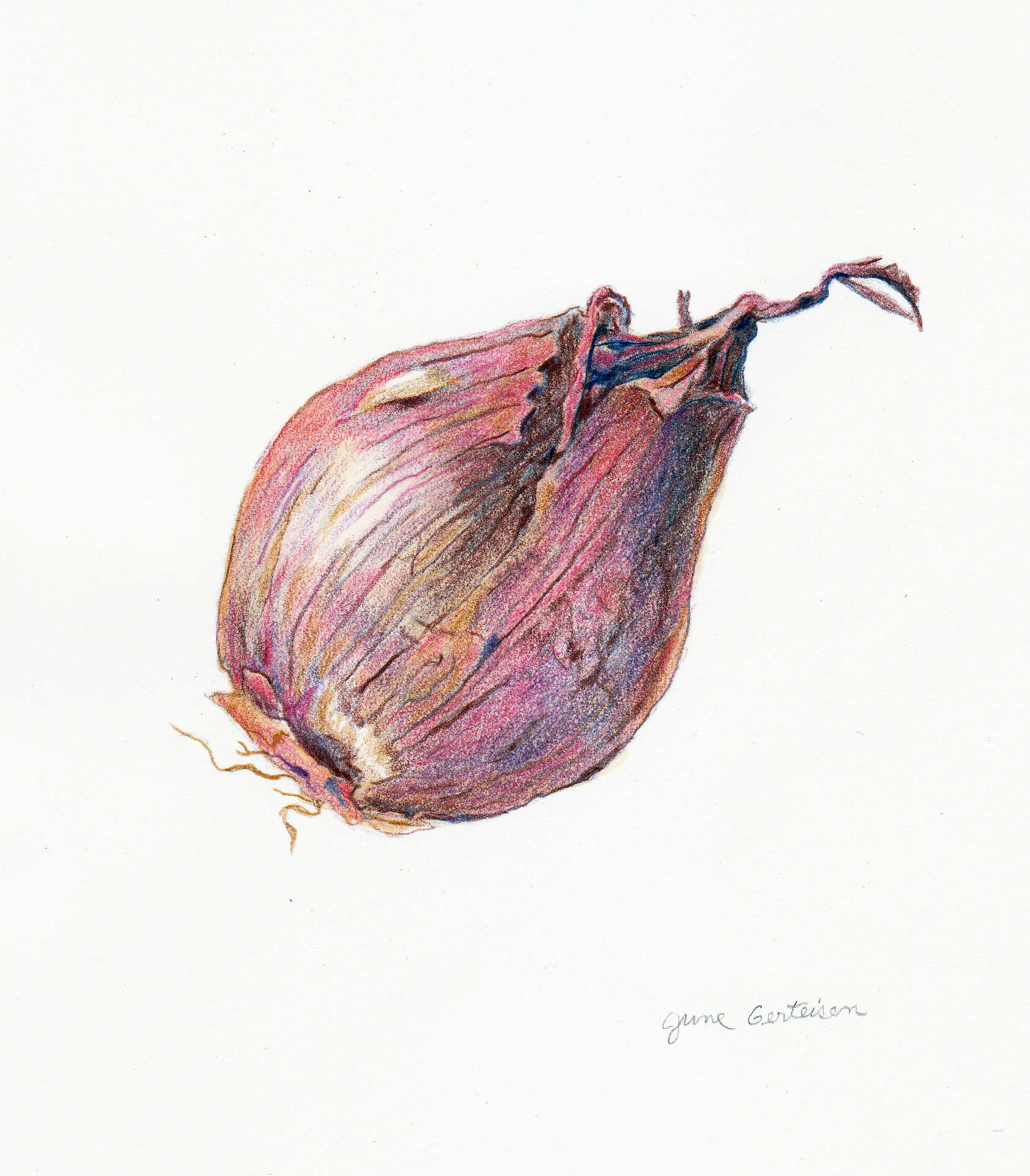 Shallot, 2026. Colored pencil, 6 x 8 inches.