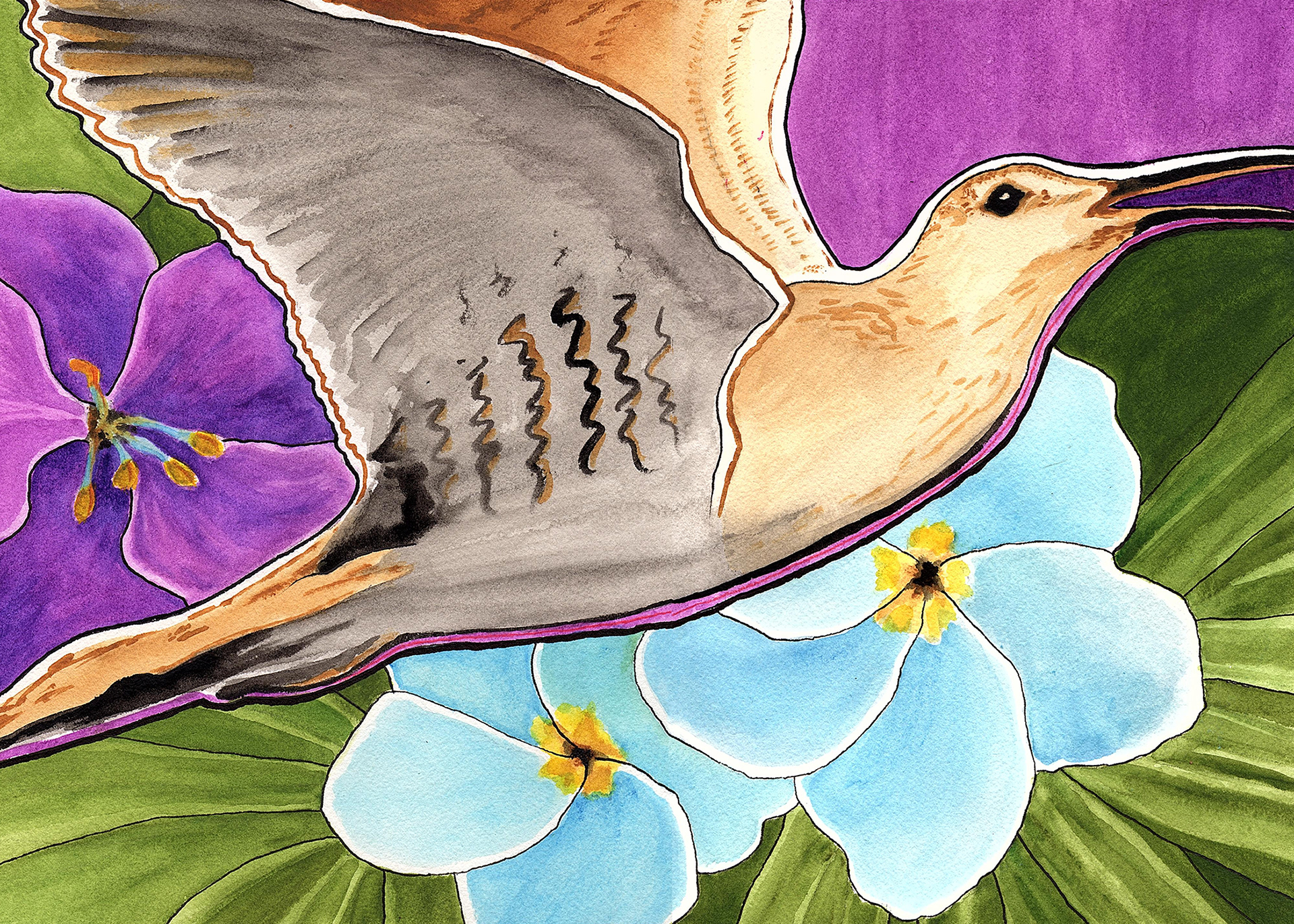 SOLD - Migrating Bristle-thighed Curlew, 2020. Watercolor, 10 x 14 inches.