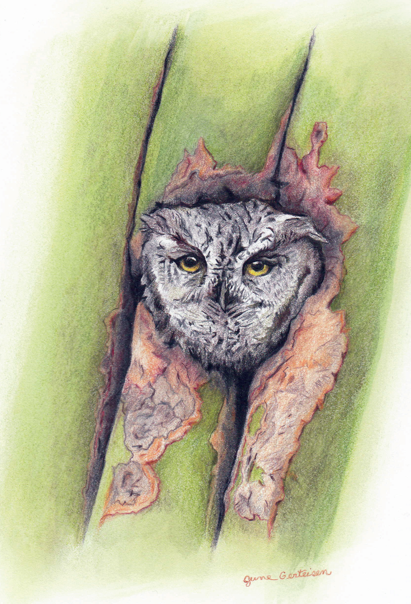 Western Screech Owl (Oro Valley, AZ), 2024. Colored pencil, 9 x 6 inches.