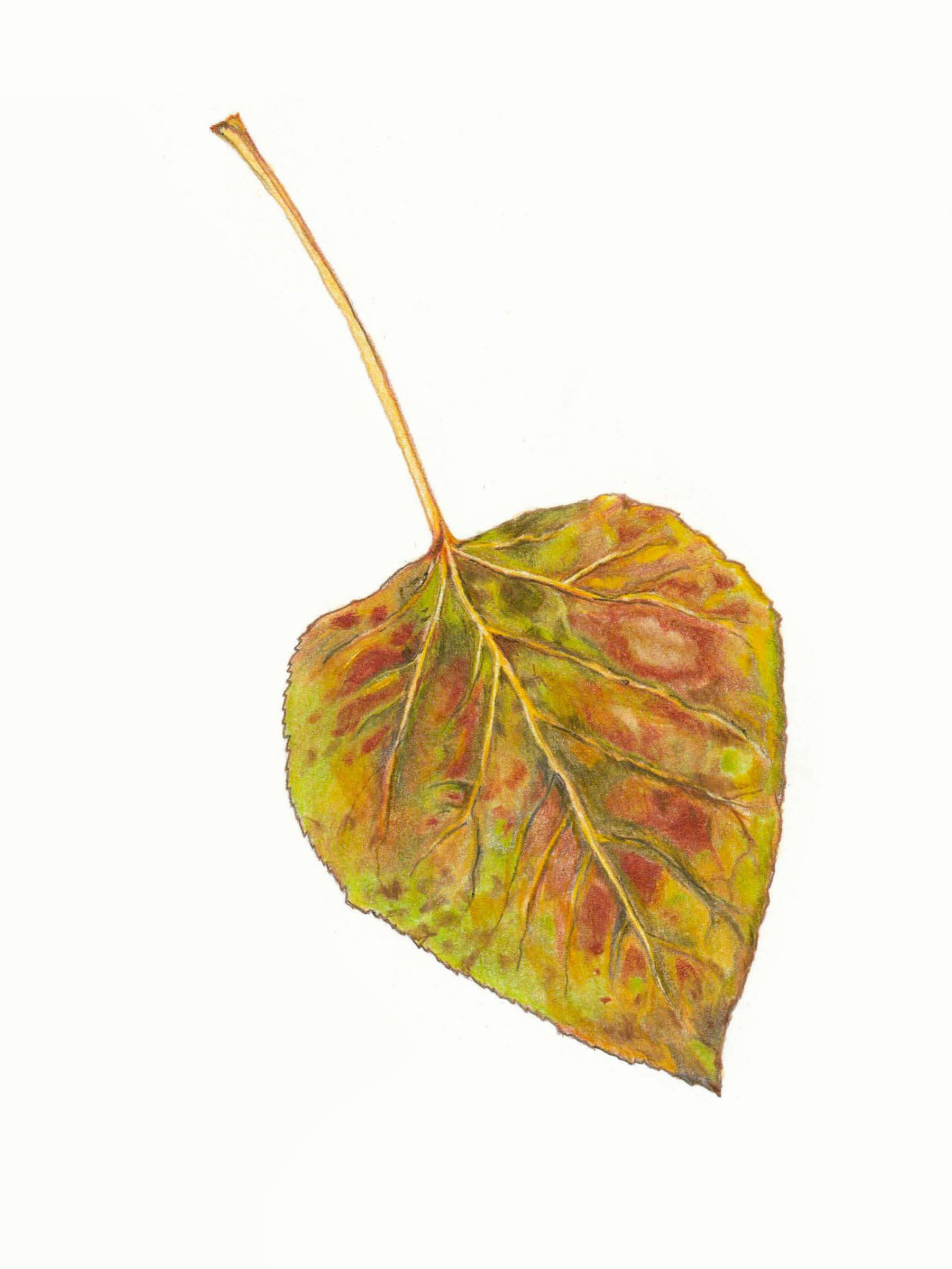Alaska Leaf, 2021. Colored pencil, 6 x 9 inches.