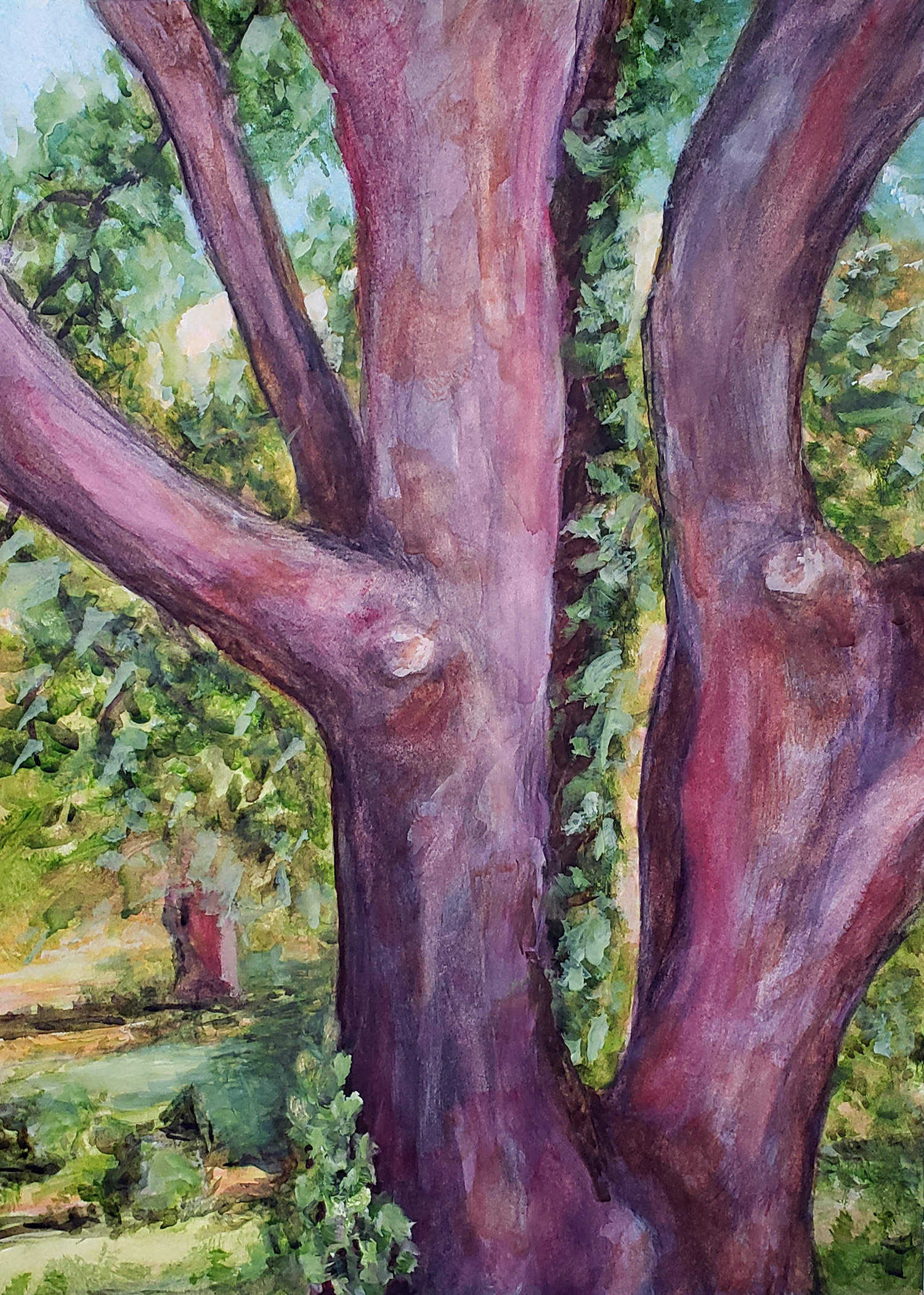 Brigadoon Tree, 2025. Watercolor, 12 x 16 inches.