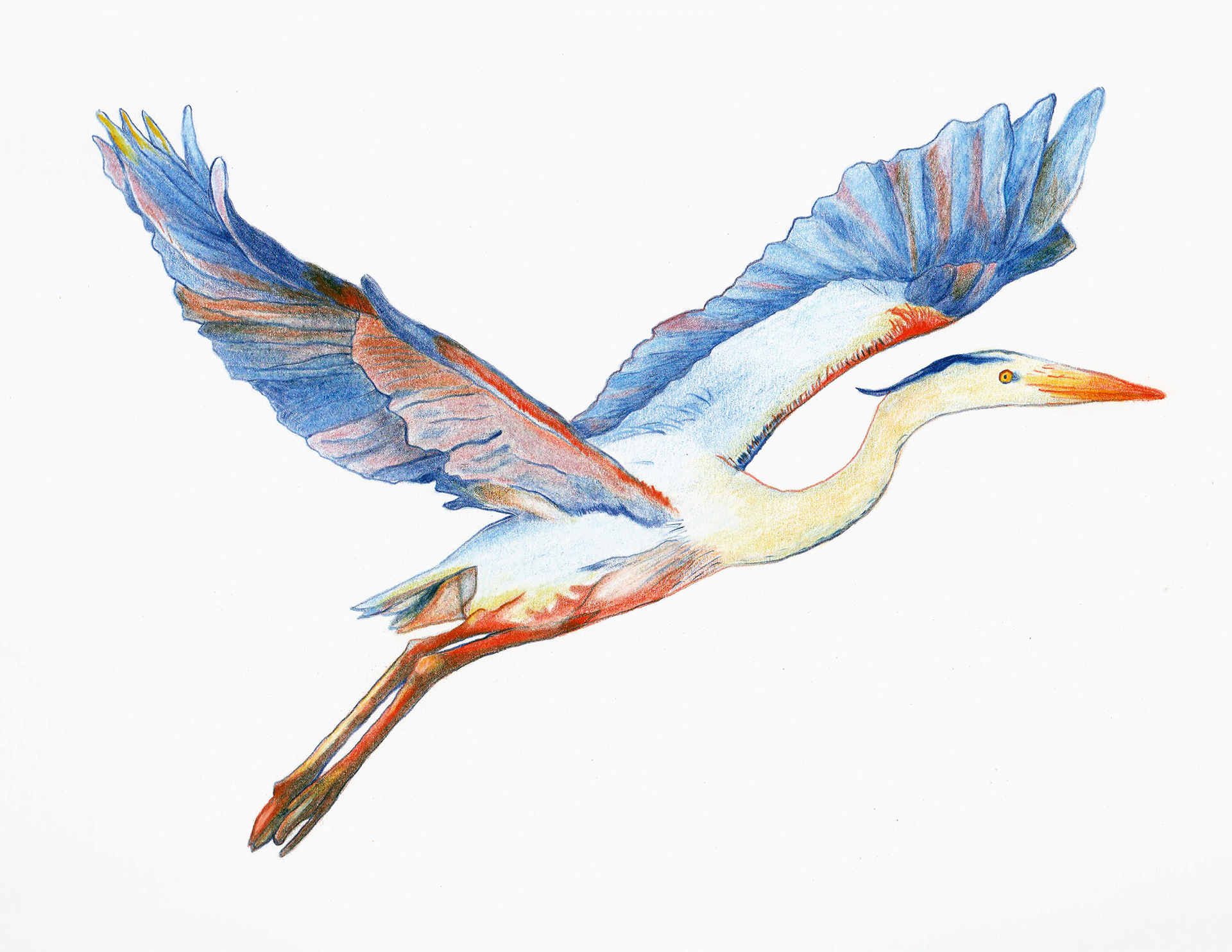 Great Blue Heron (Chico, CA), 2022. Colored pencil, 8 x 10 inches.