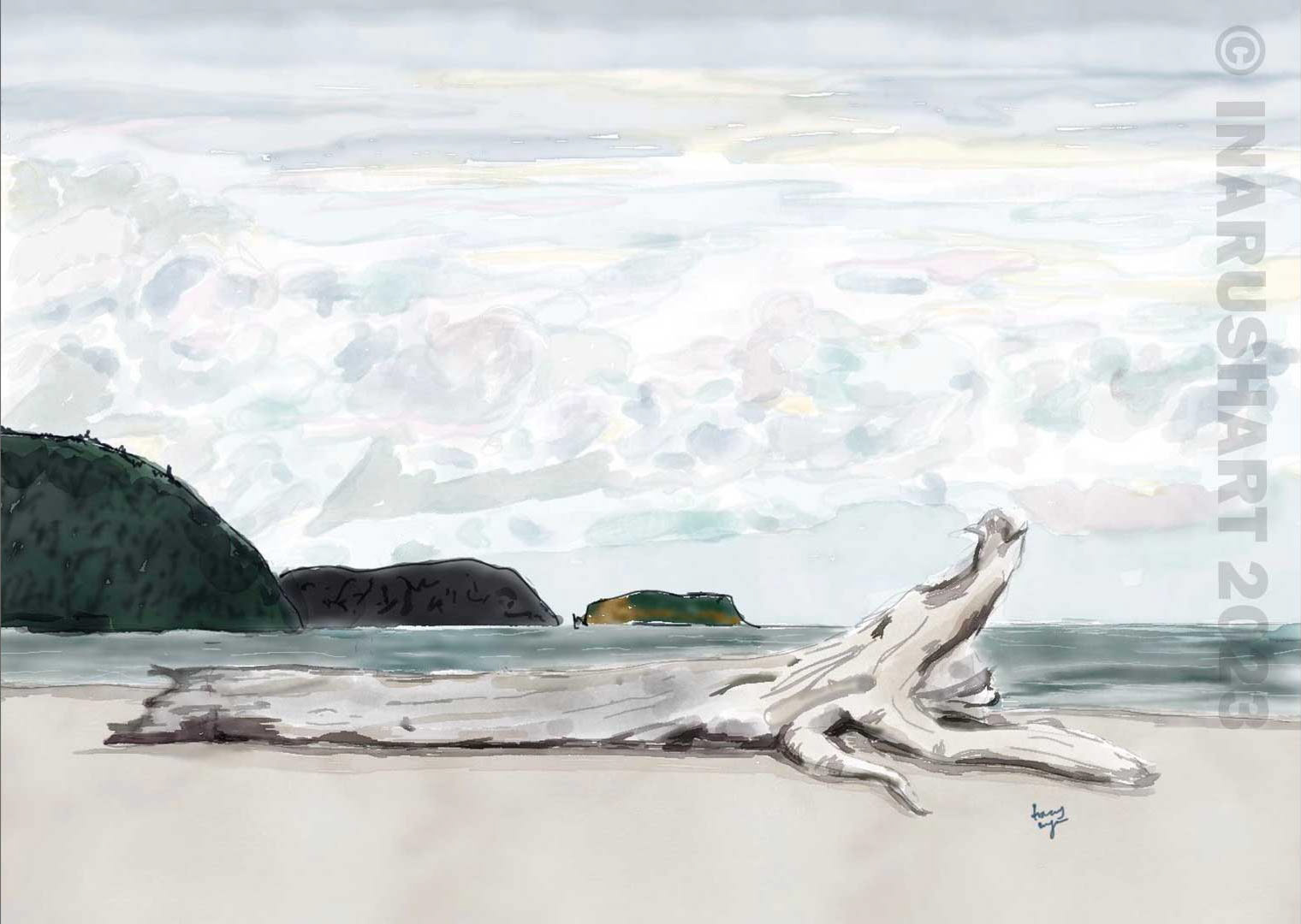 Five Islands Driftwood