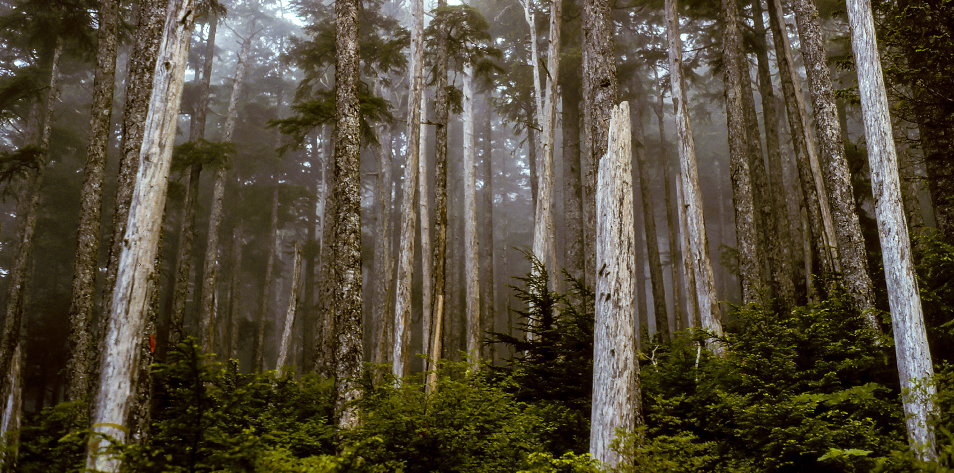 KETCHIKAN BEAR MOUNTAIN
