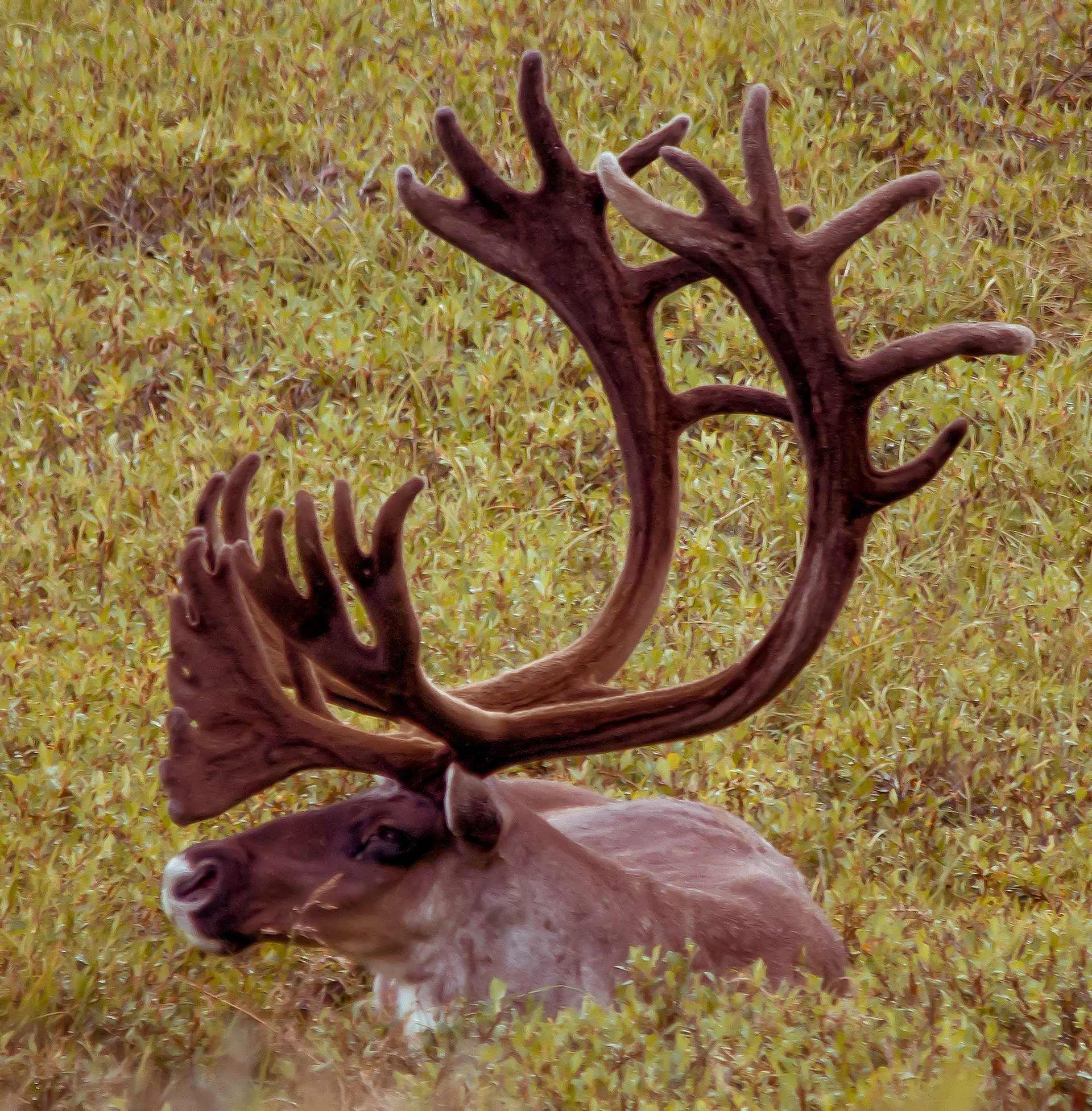 CARIBOU