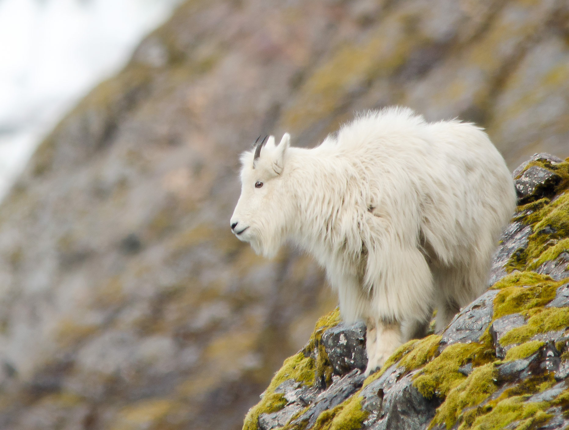 MOUNTAIN GOAT