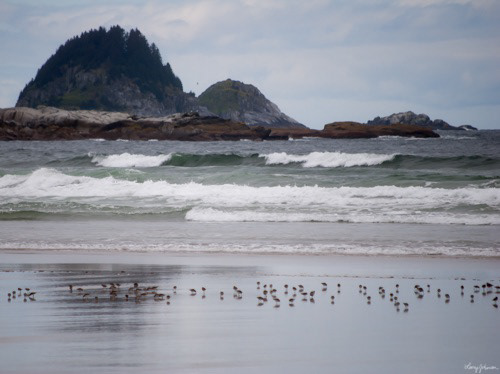 Sea Lion Beach
