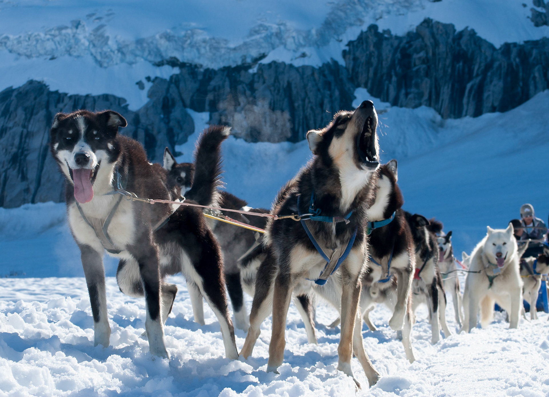 A dog sled team on the Juneau Icefield is tired of sitting around.