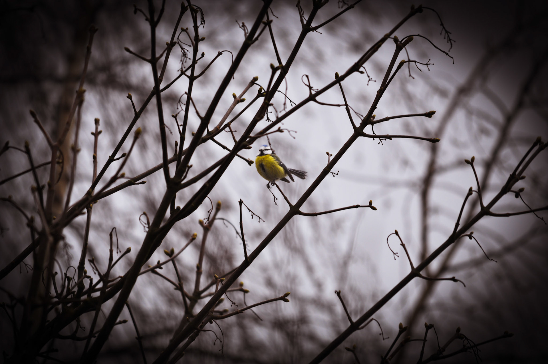 great tit