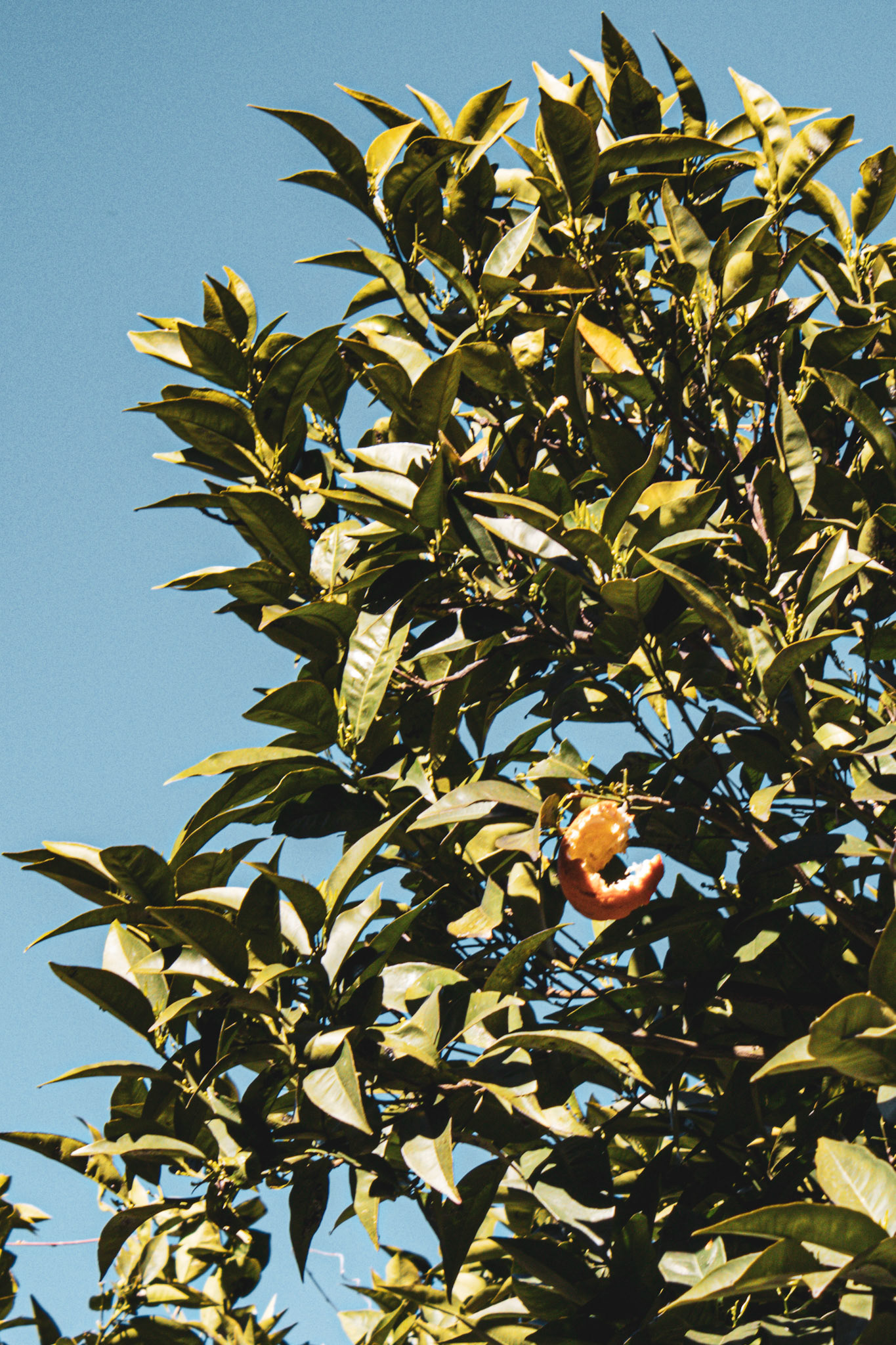 "straight from the tree"
