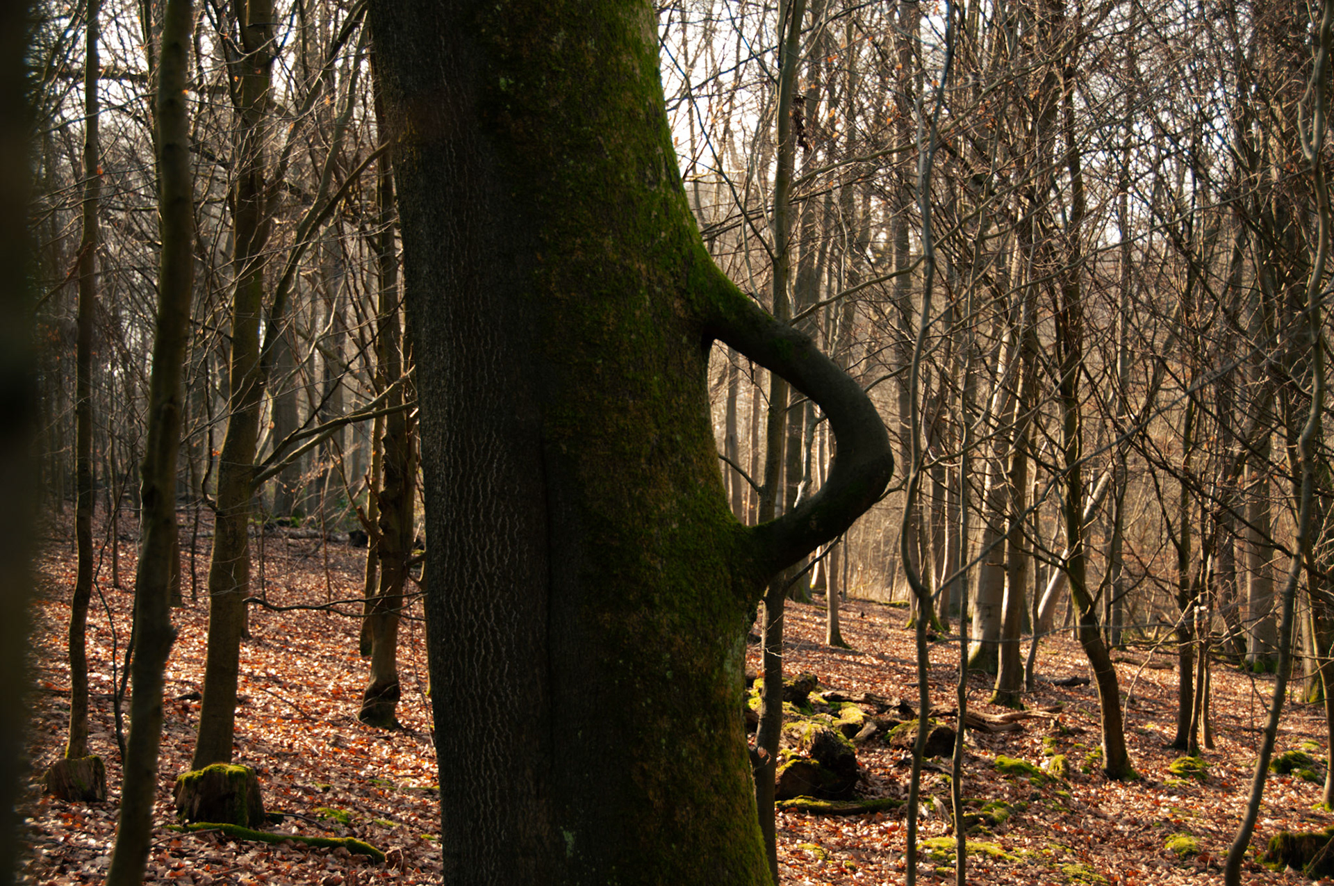 branching out