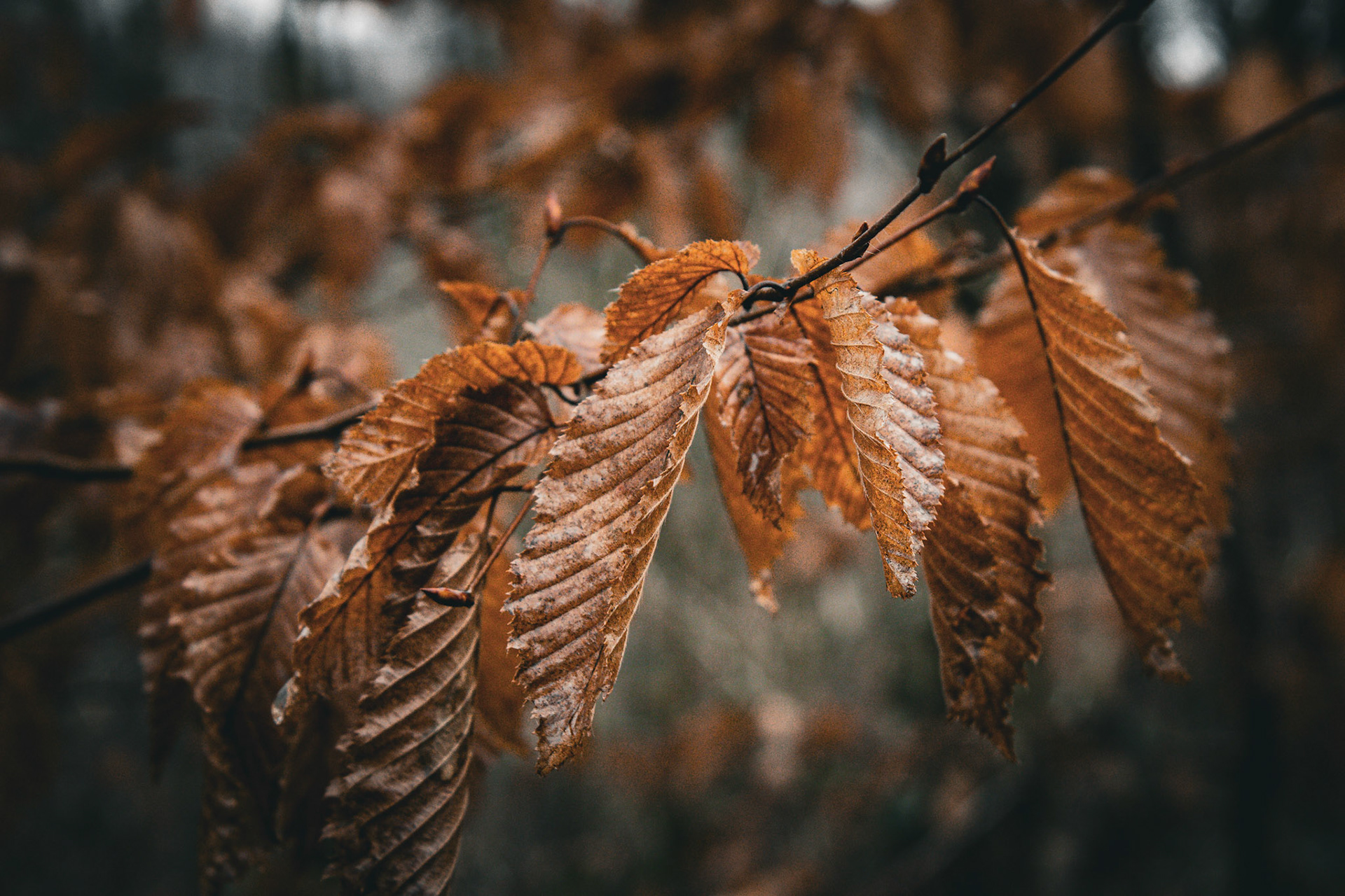 all the leaves are brown