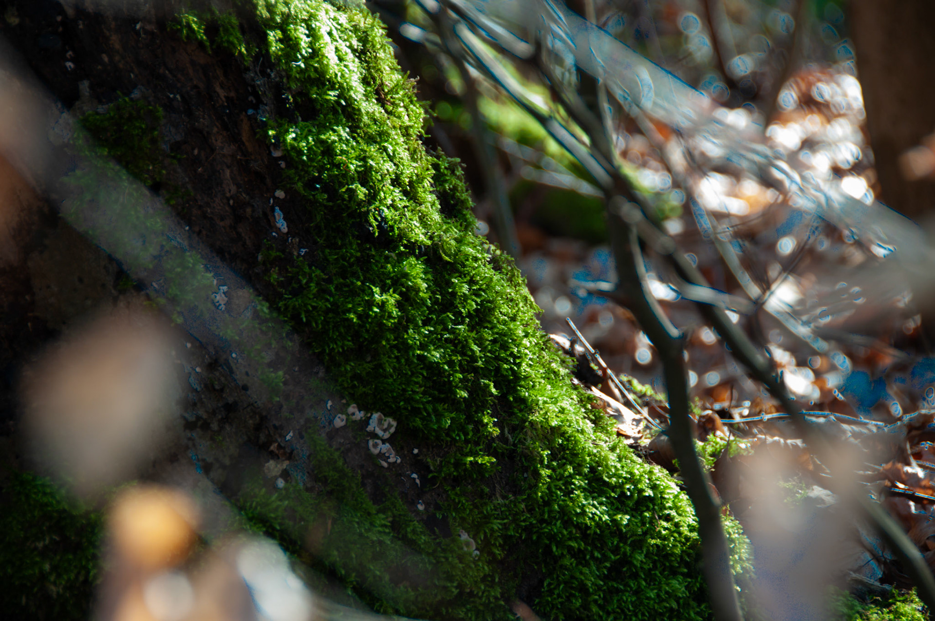 moss