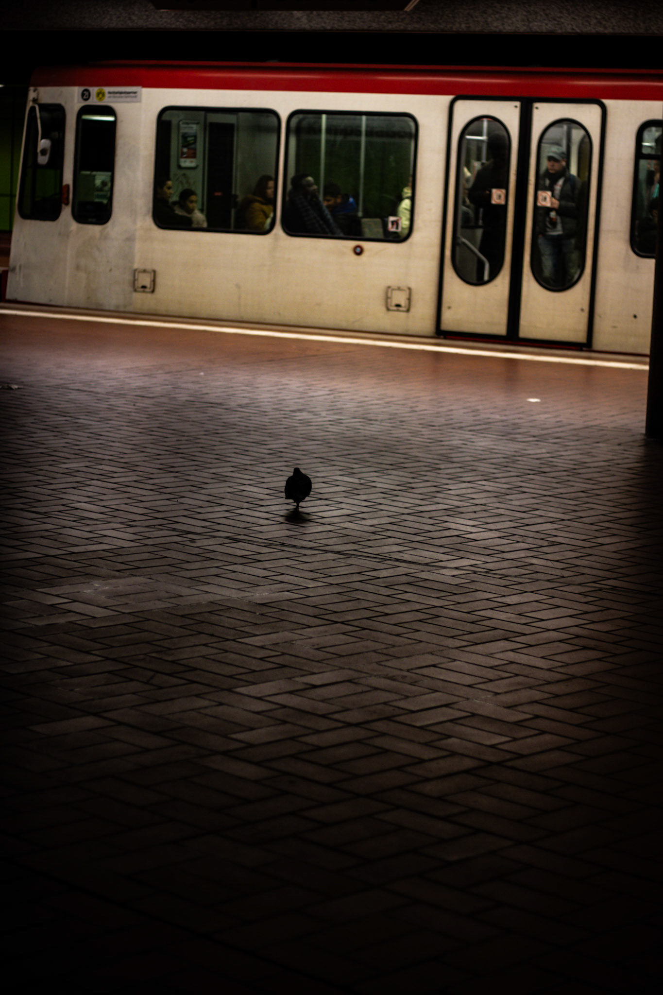 pidgeon