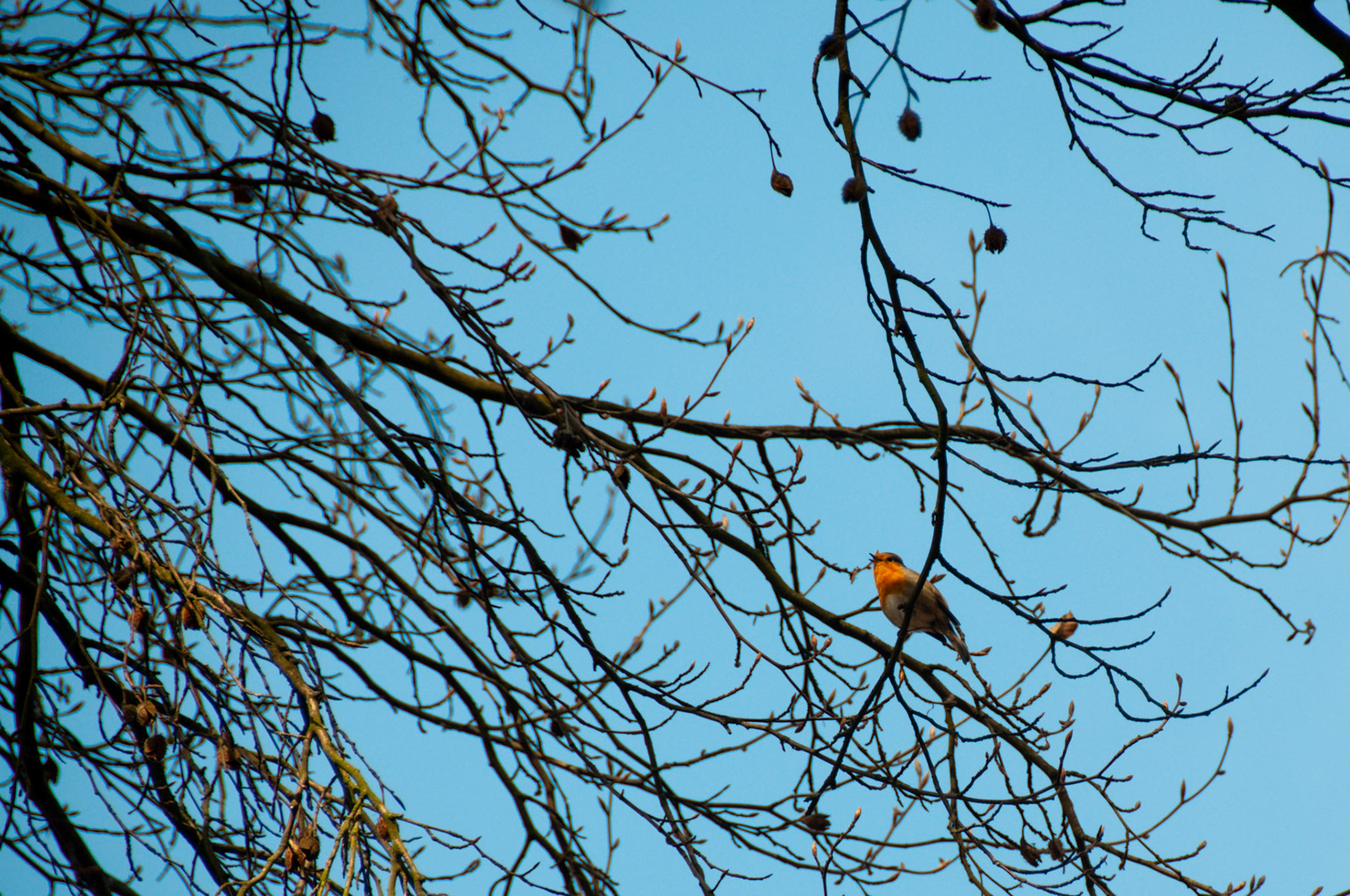 robin