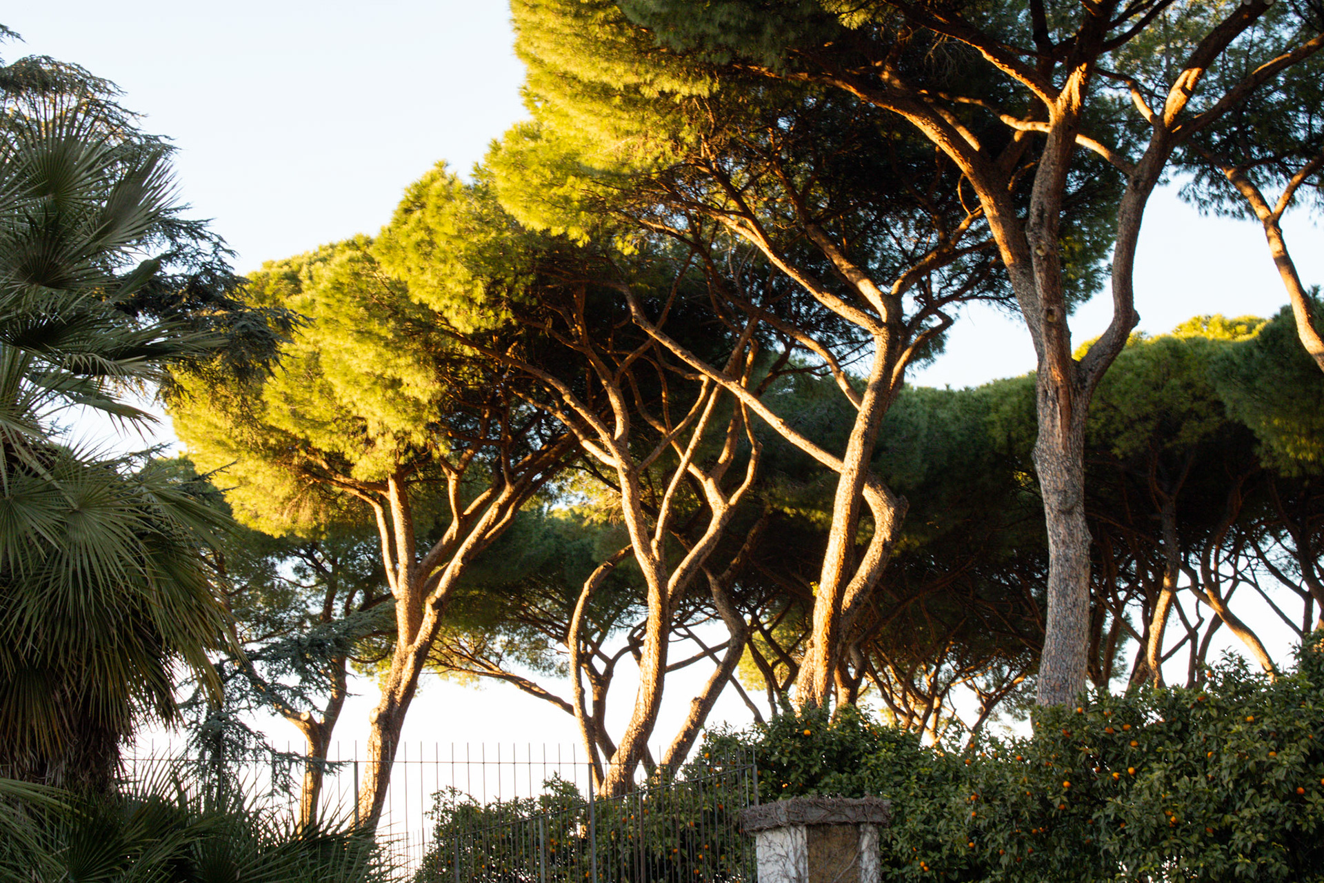 trees of green