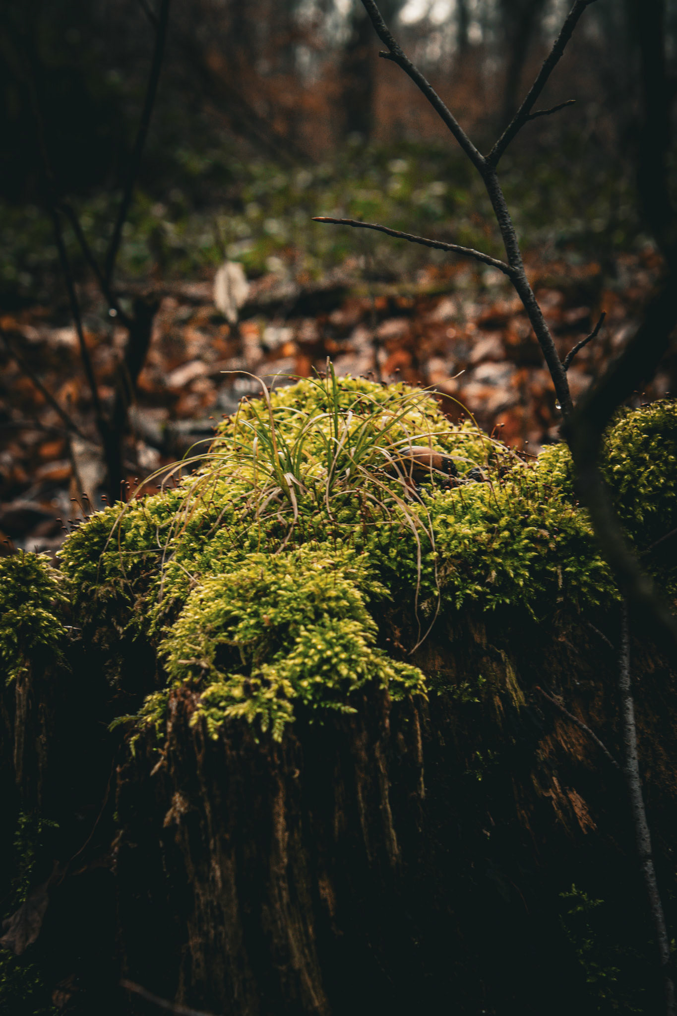 moss