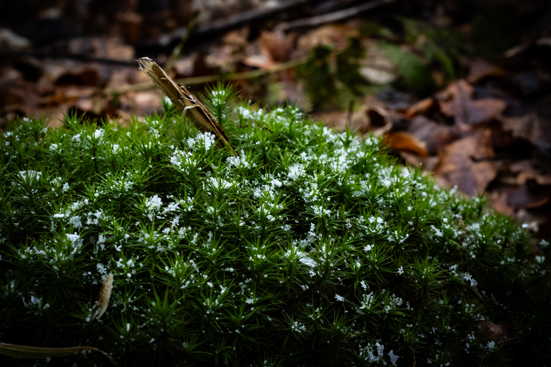 melting snow