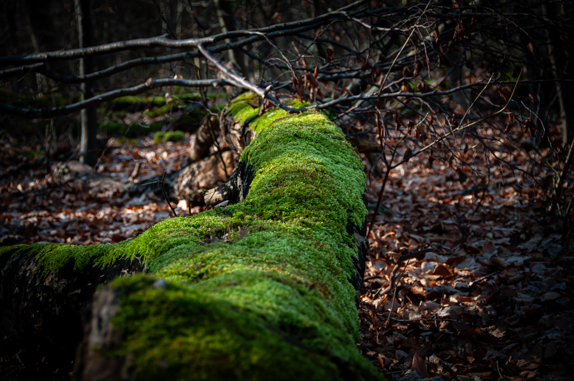 moss