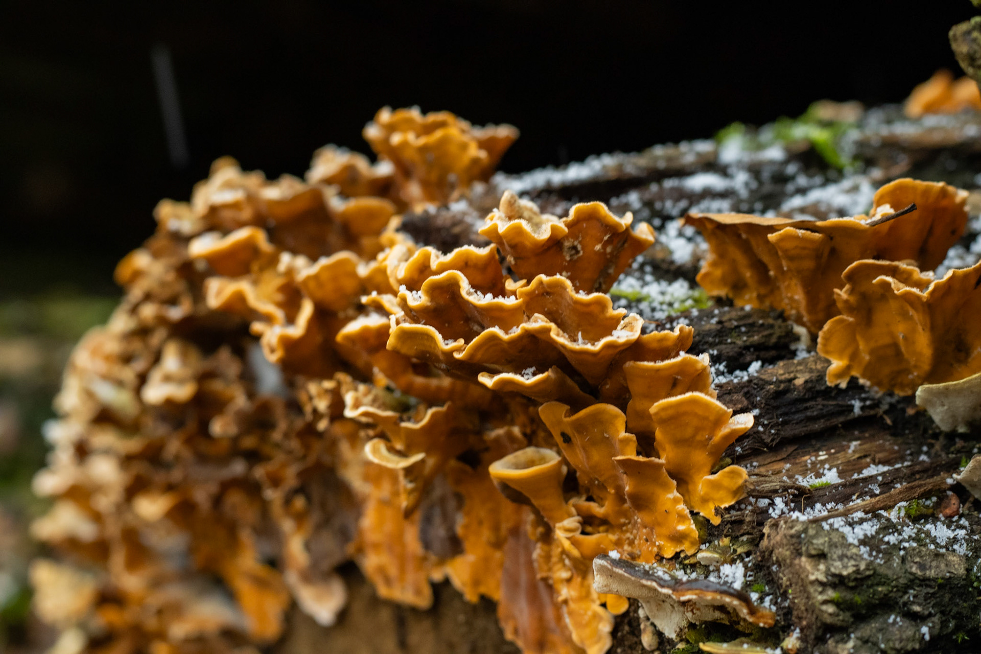 fungi