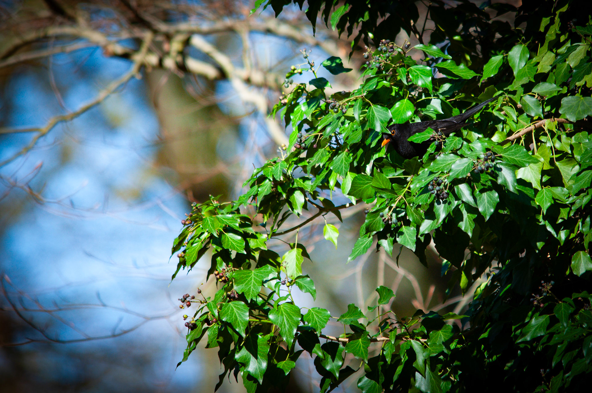 hiding