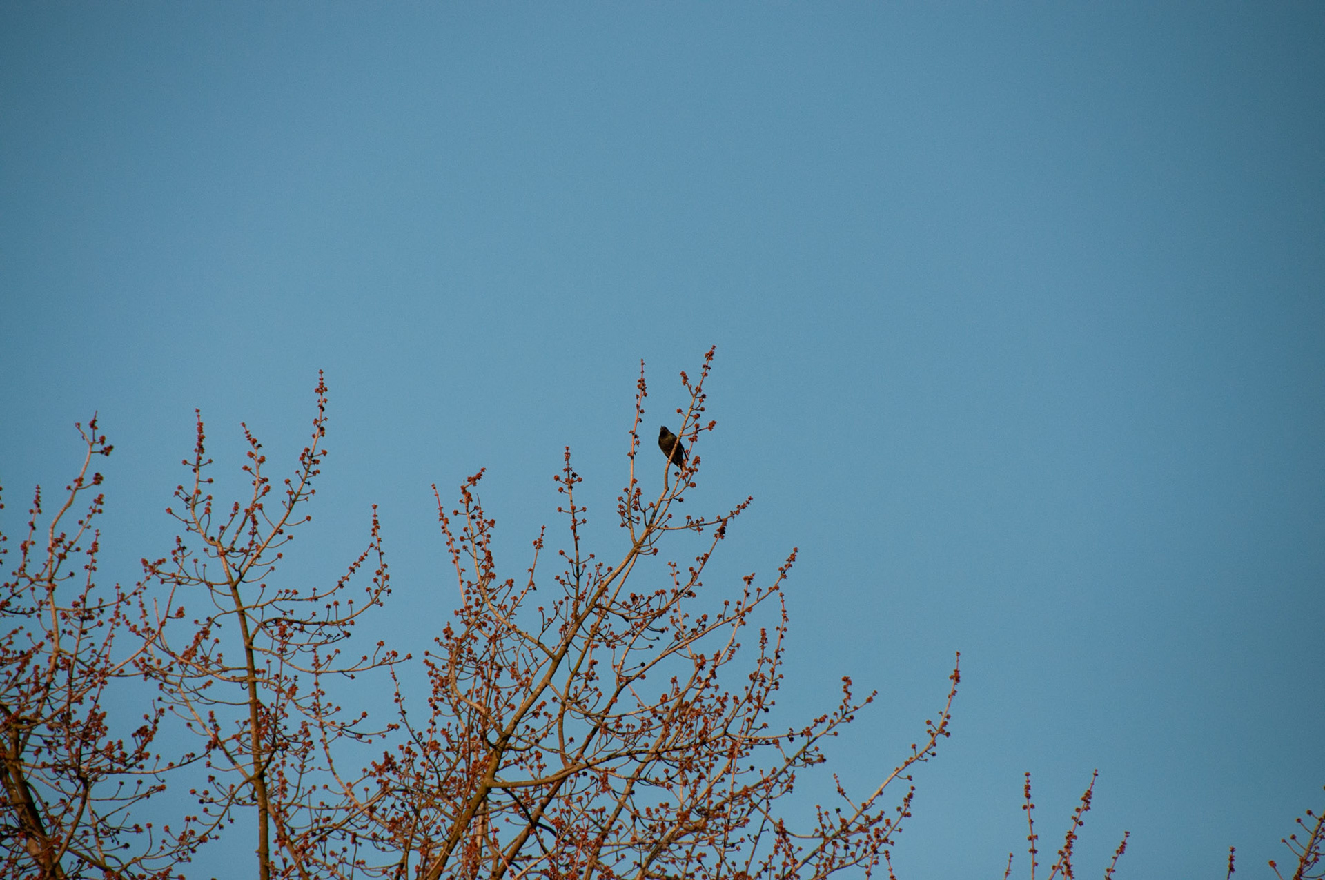 bird