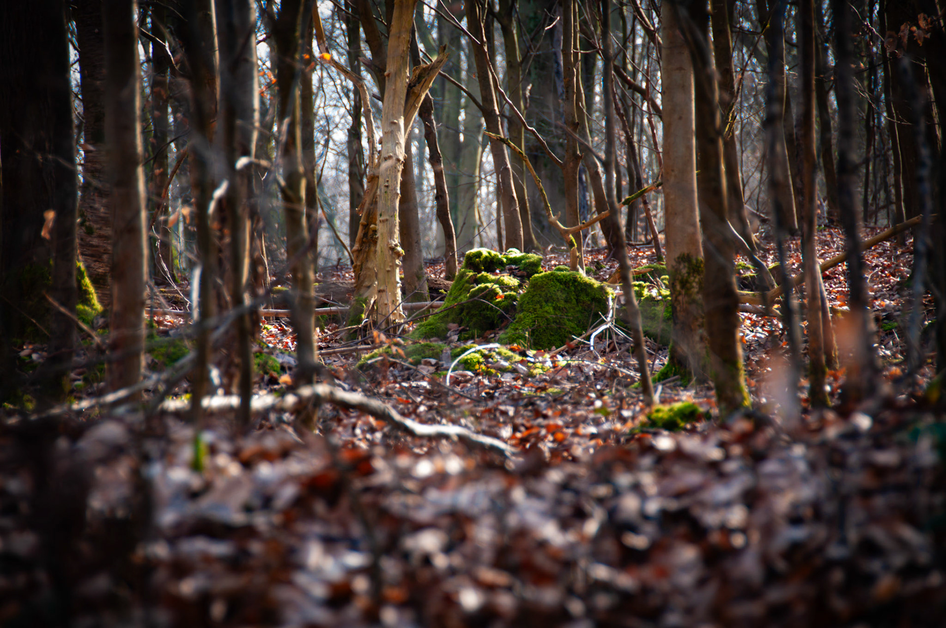 mossy stump