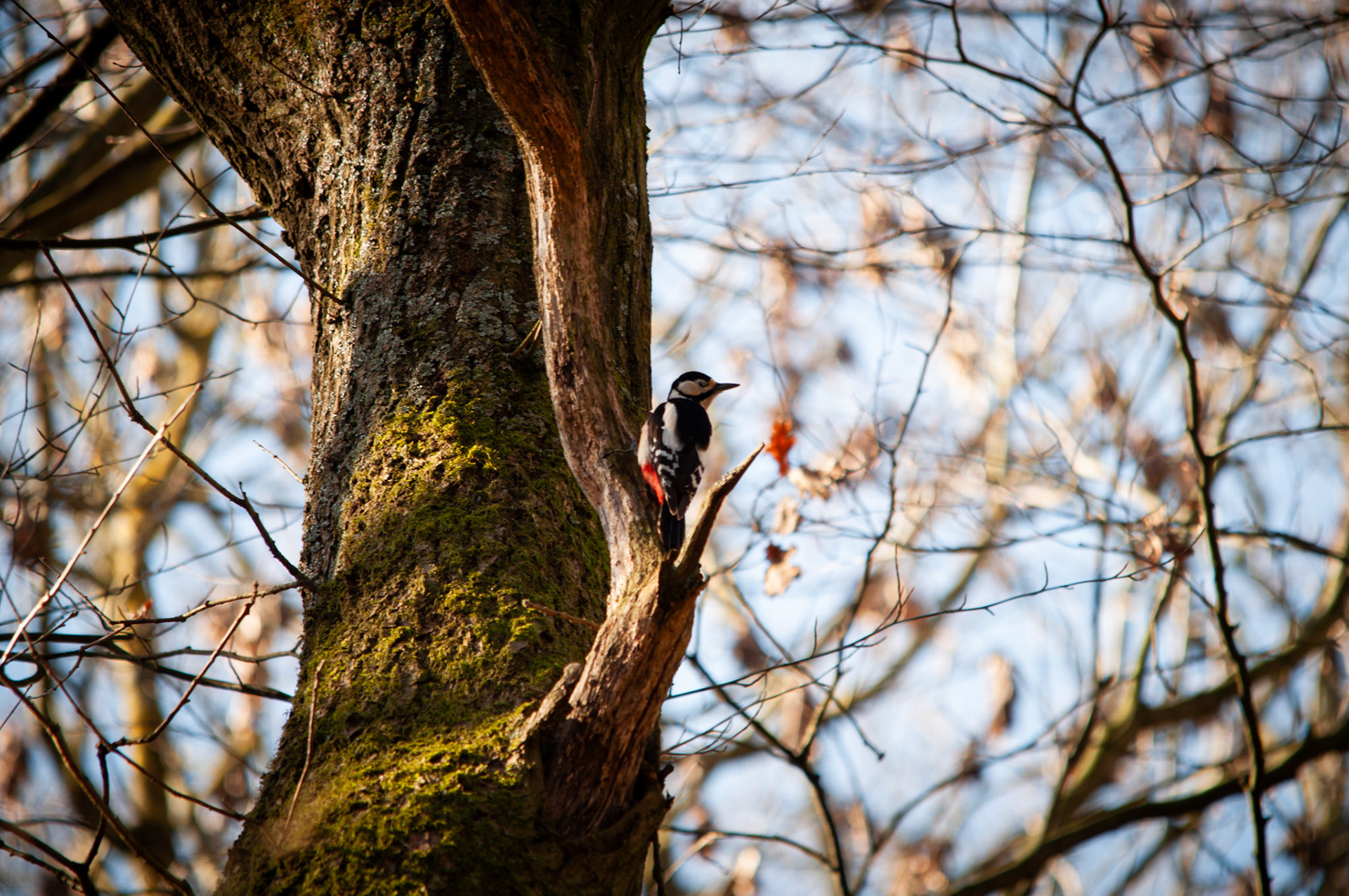 woodpecker