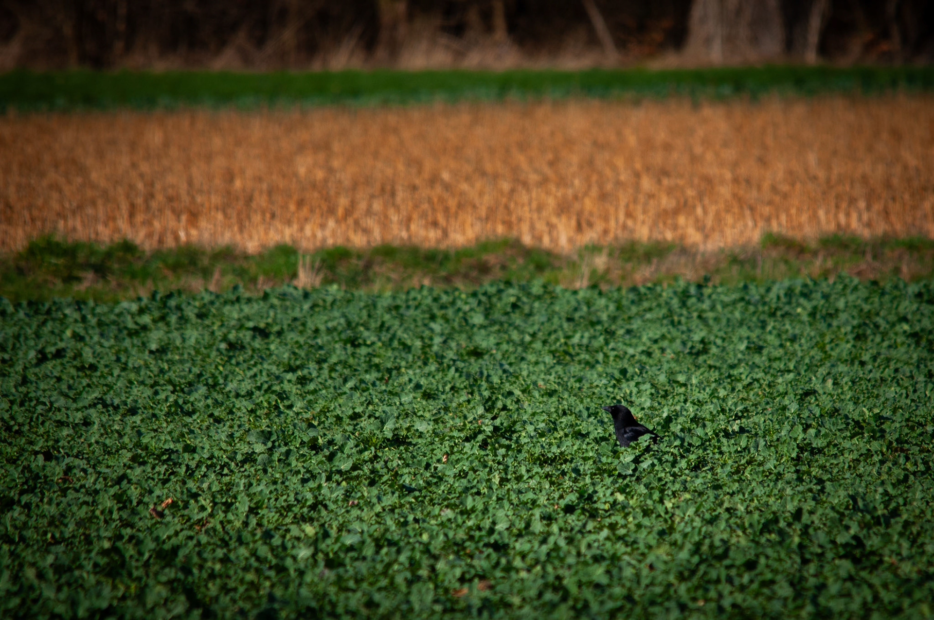 in the fields