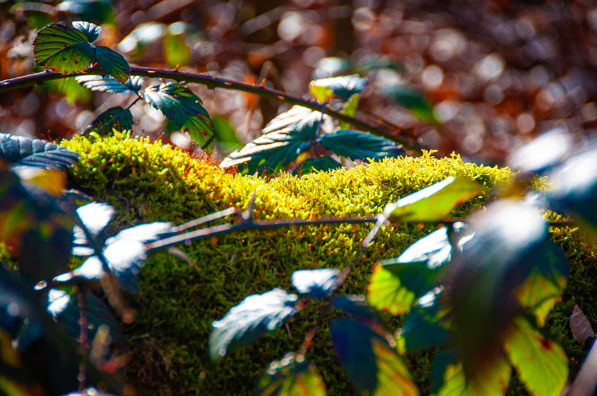 moss