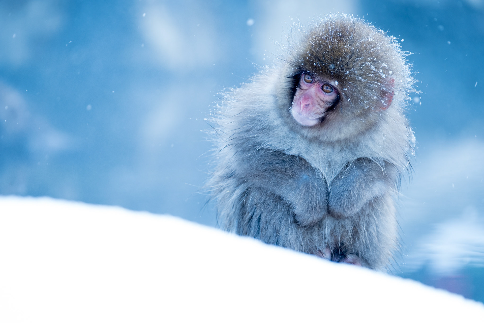 Japanese Snow Monkeys in the winter. To stay warm they often soak in the hotspring water.