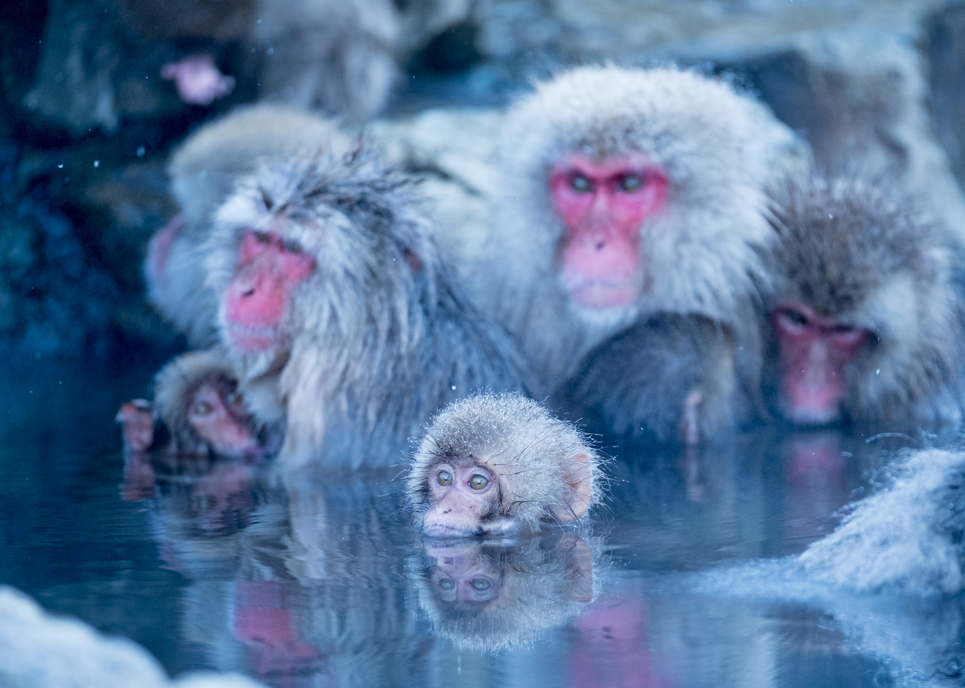 Japanese Snow Monkeys in the winter. To stay warm they often soak in the hotspring water.