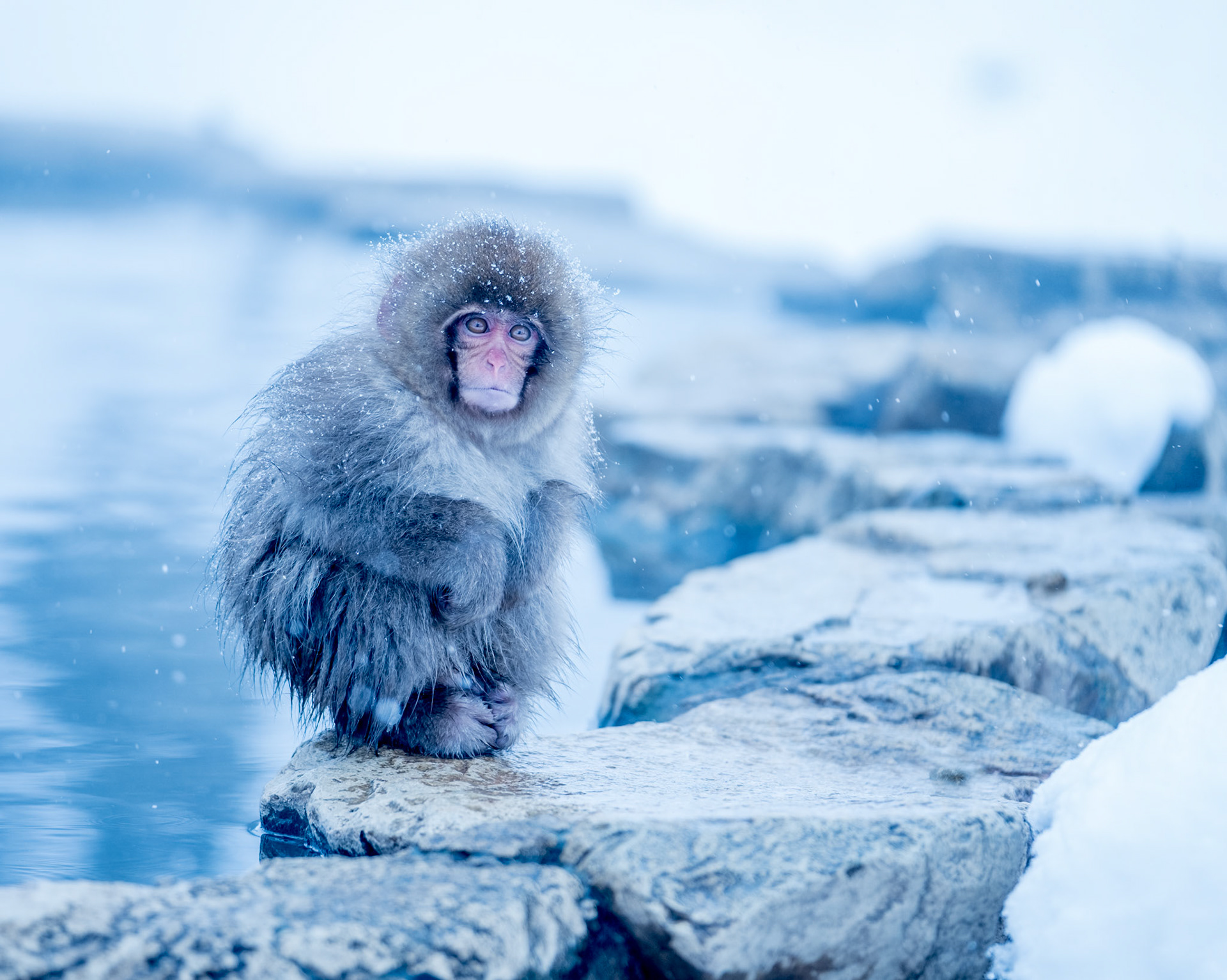 Japanese Snow Monkeys in the winter. To stay warm they often soak in the hotspring water.