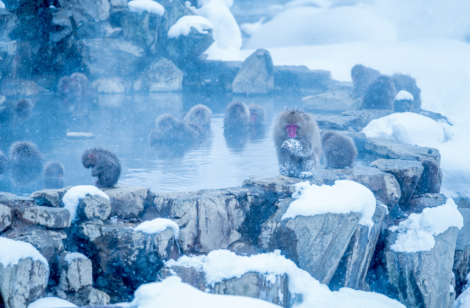 Japanese Snow Monkeys in the winter. To stay warm they often soak in the hotspring water.