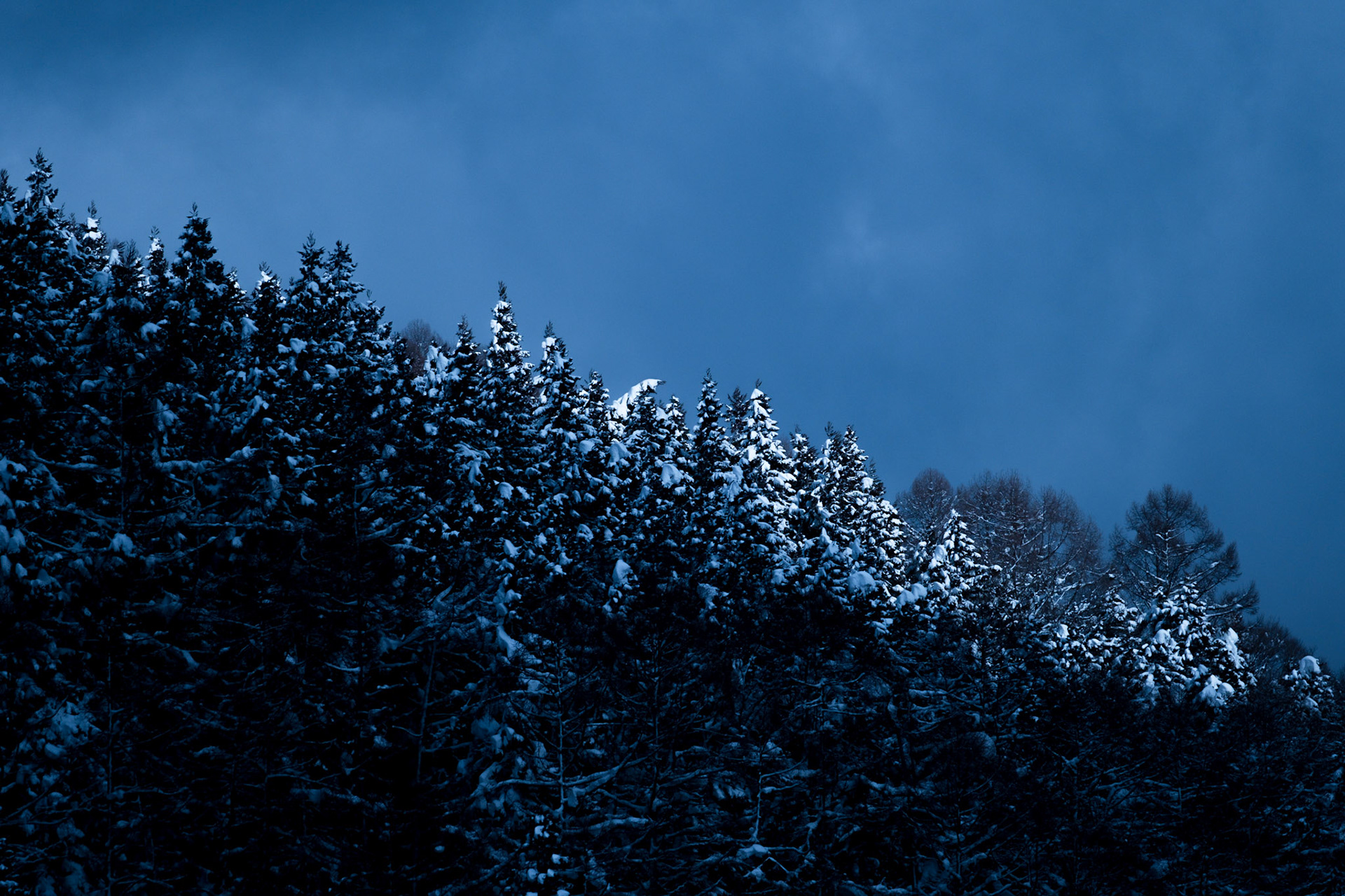 Winter tree scene in Nagano.