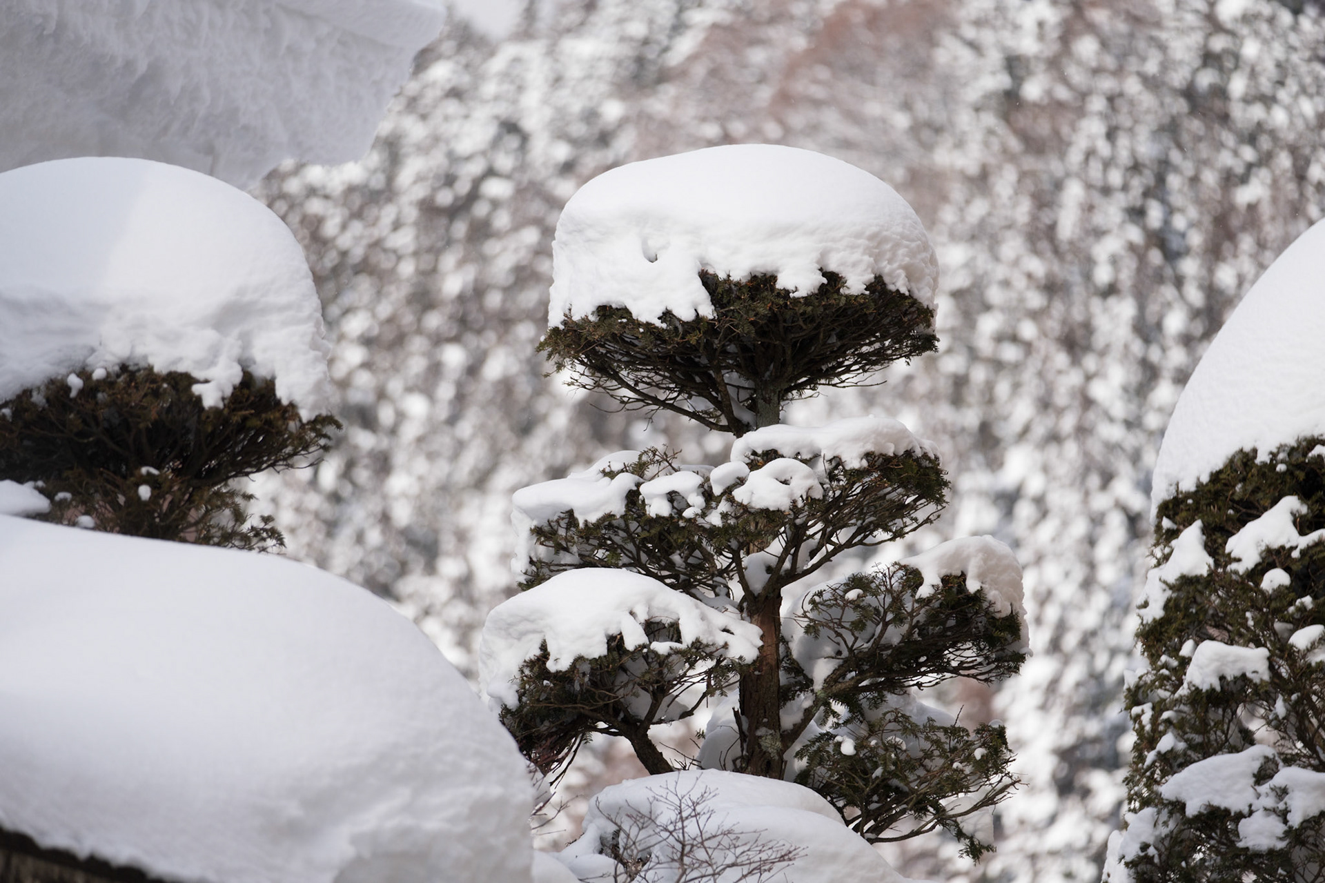 Large amount of snow resting atop Japanese trees in Nagano.