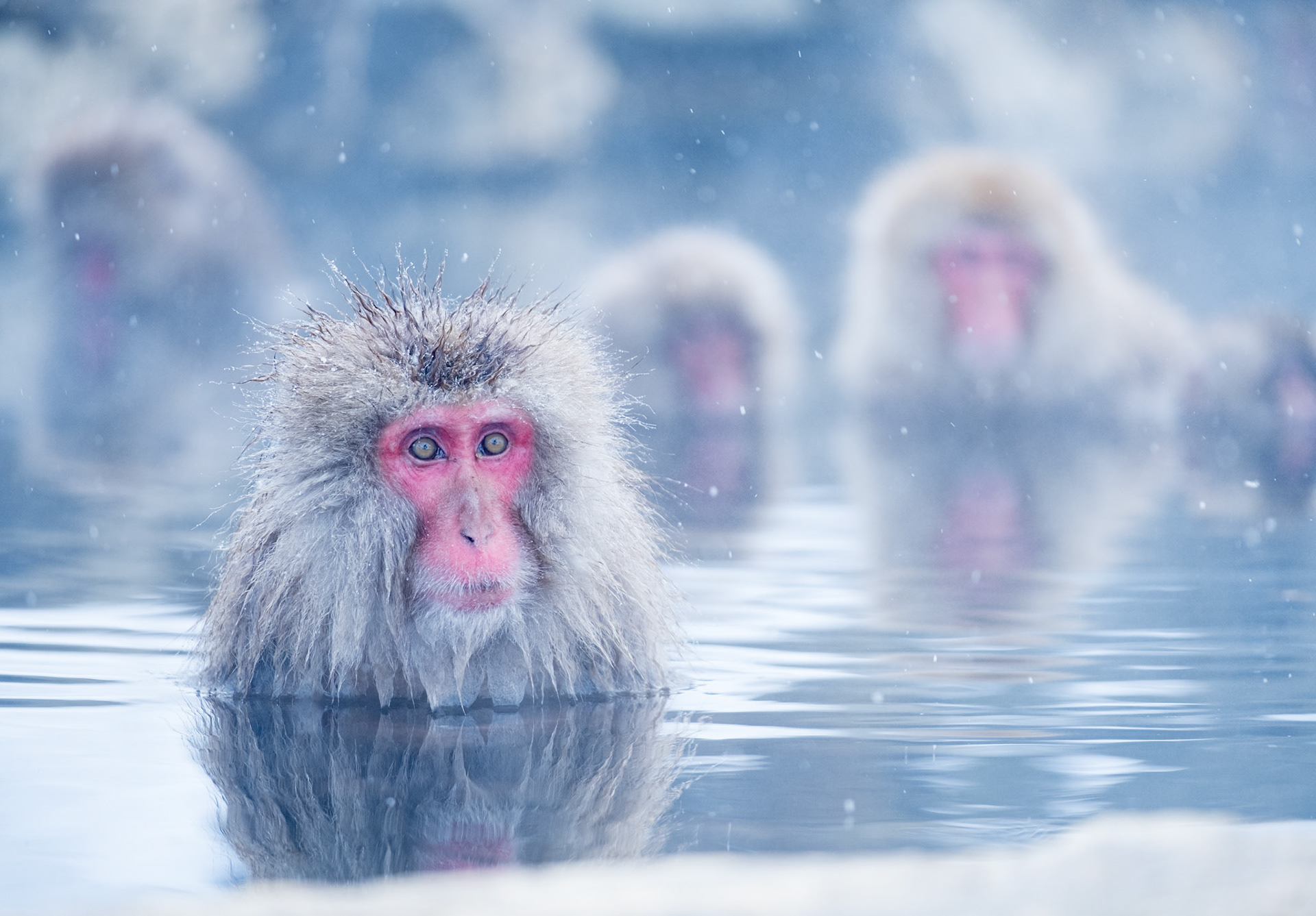 Japanese Snow Monkeys in the winter. To stay warm they often soak in the hotspring water.