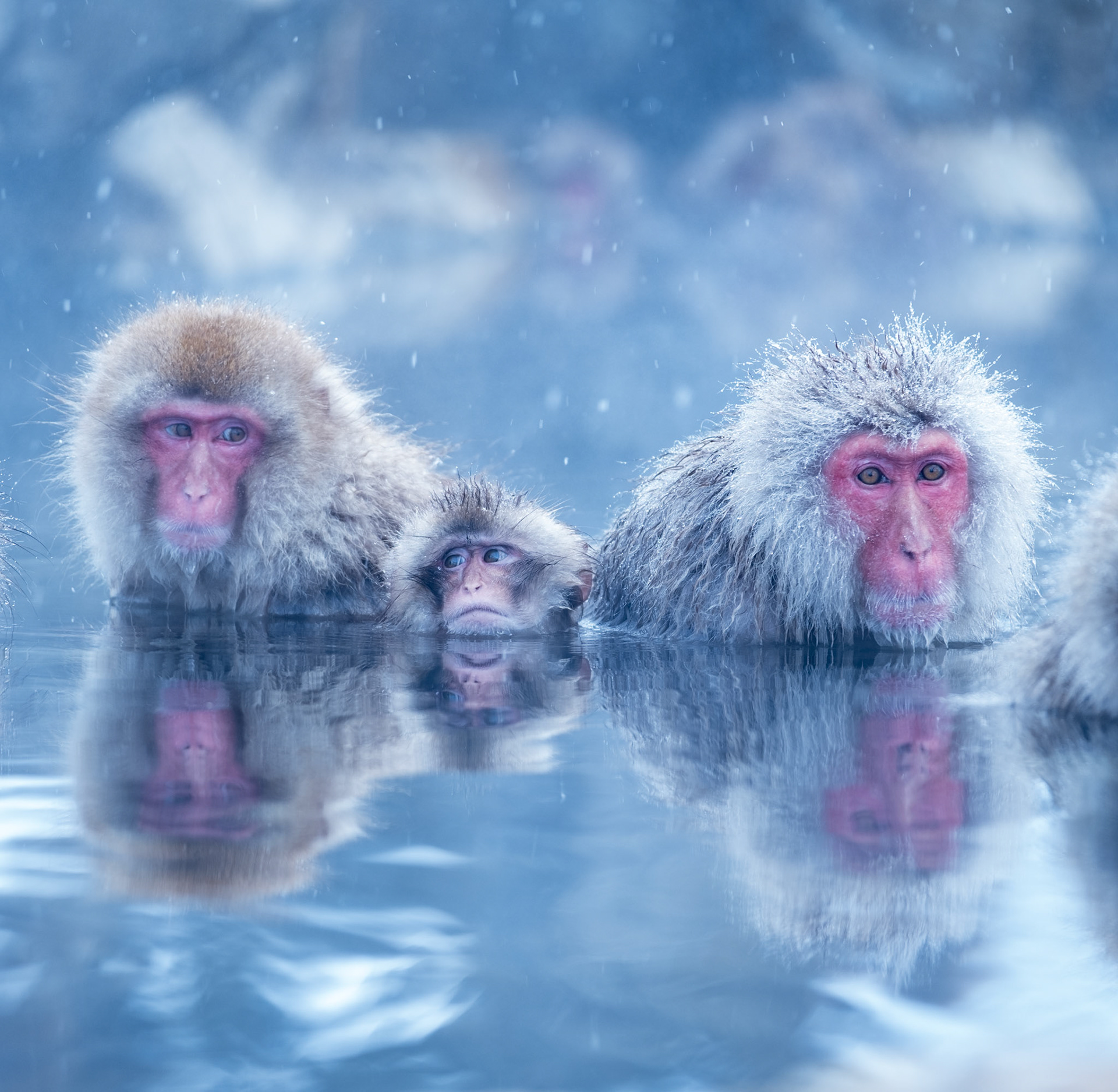Japanese Snow Monkeys in the winter. To stay warm they often soak in the hotspring water.