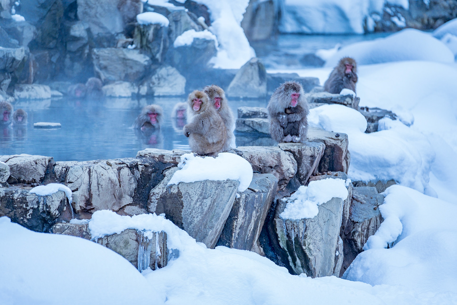 Japanese Snow Monkeys in the winter. To stay warm they often soak in the hotspring water.