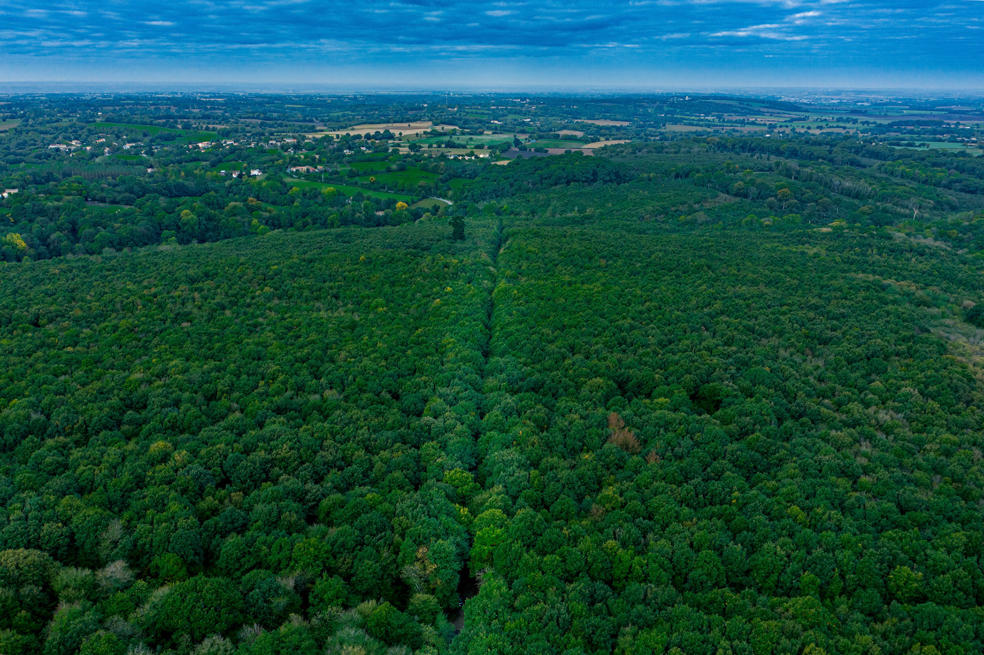 Forêt de l'hermitain