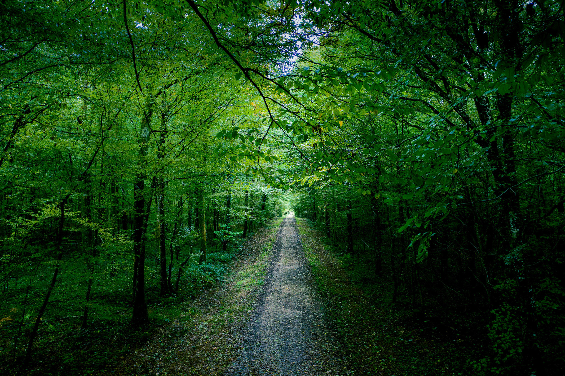 Forêt de l'hermitain