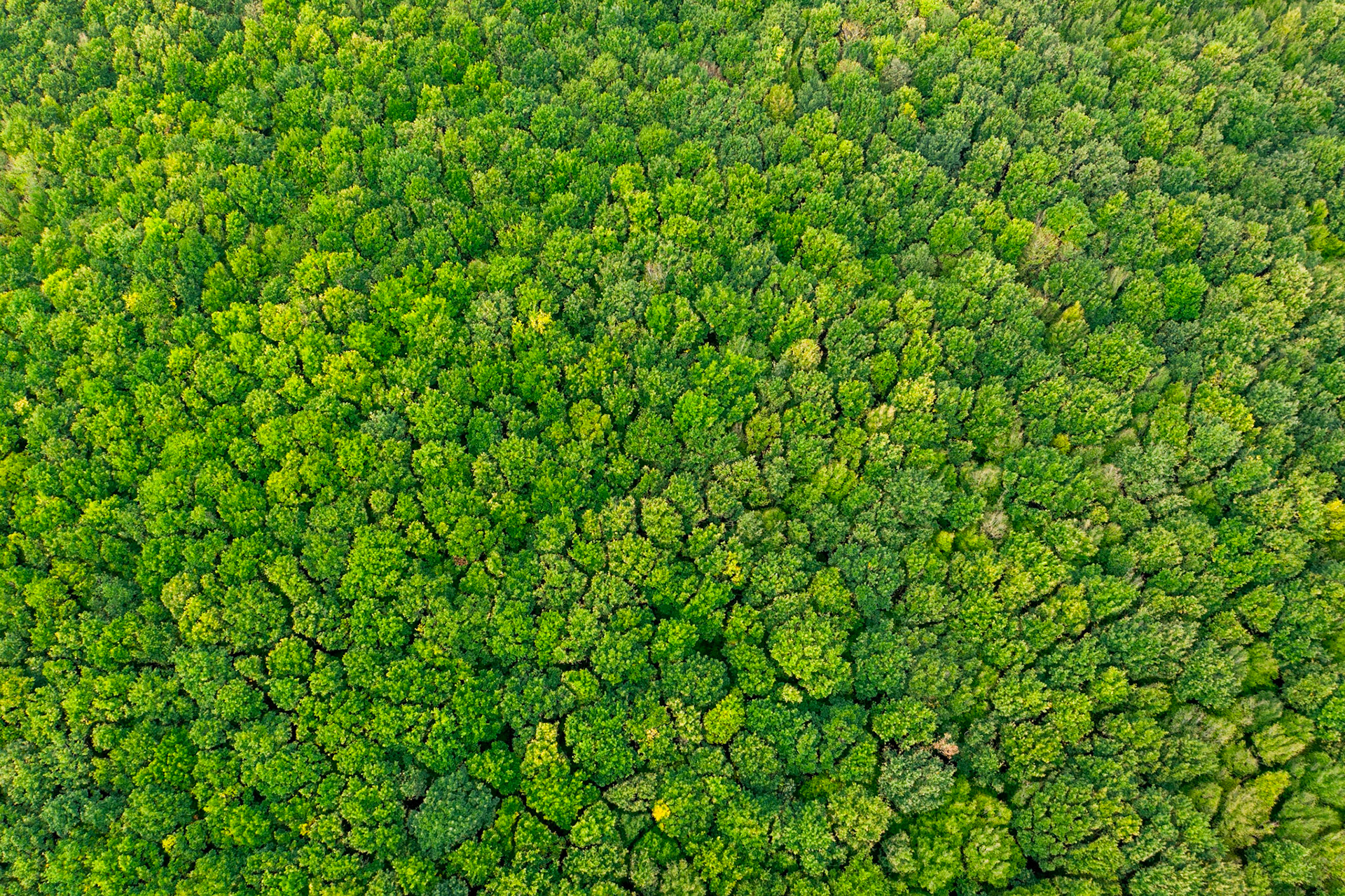 Forêt de l'hermitain