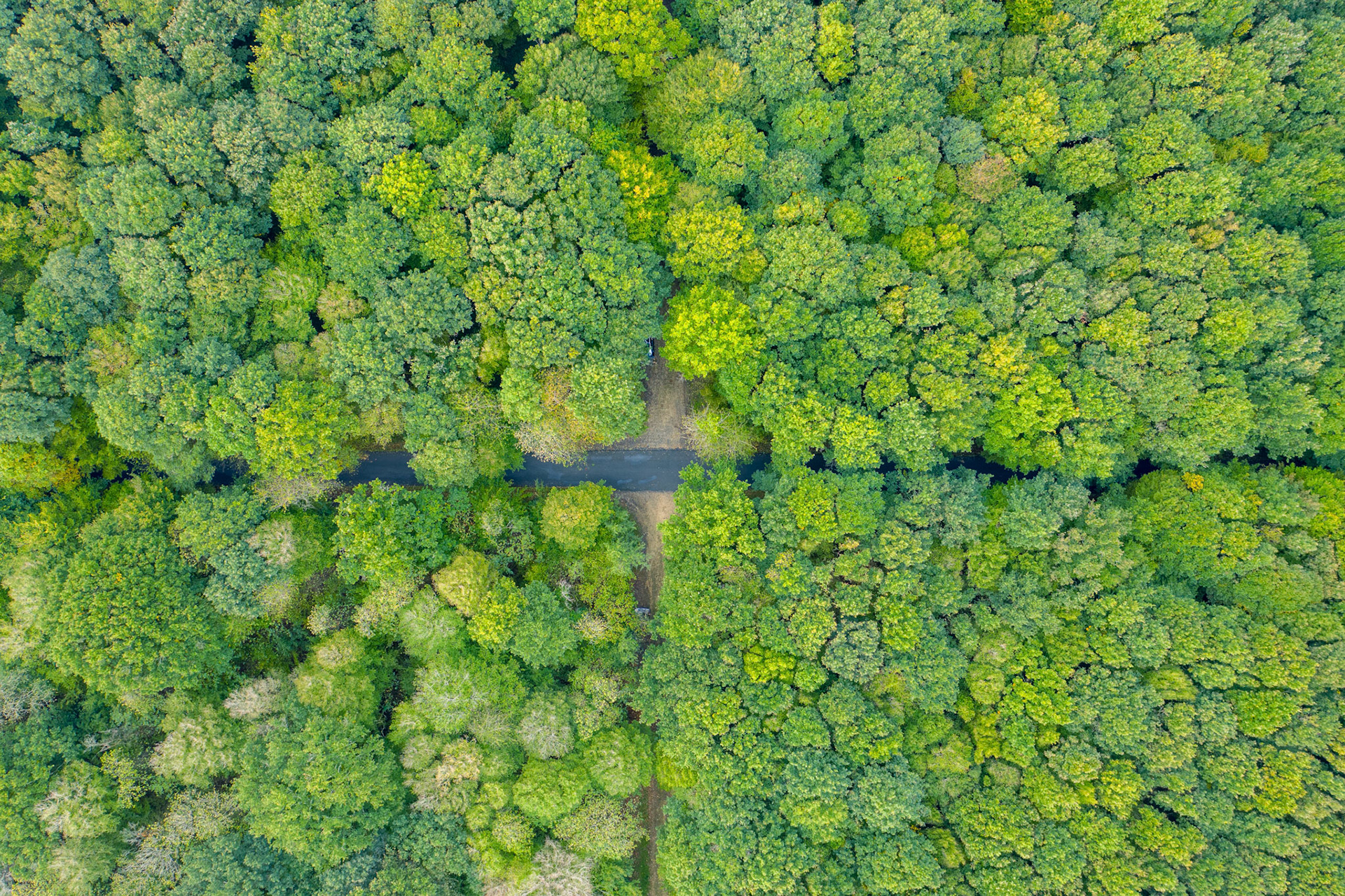 Forêt de l'hermitain