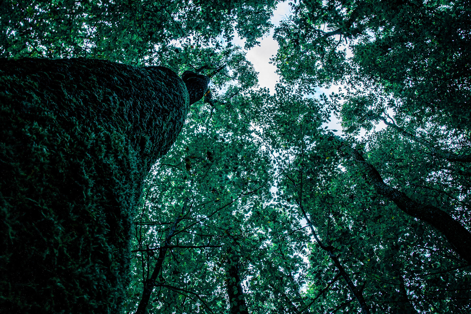 Foret de l'hermitain