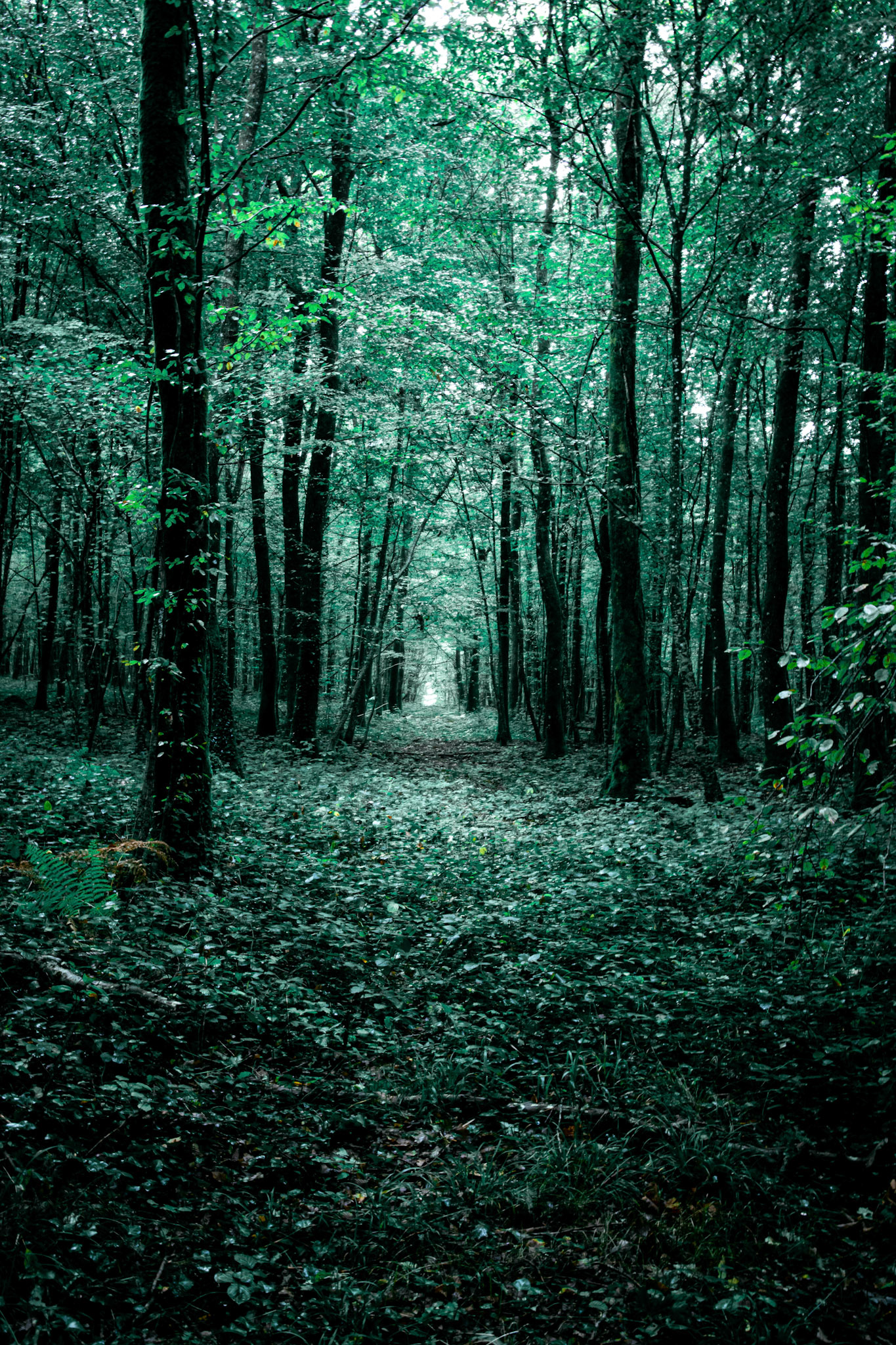 Foret de l'hermitain