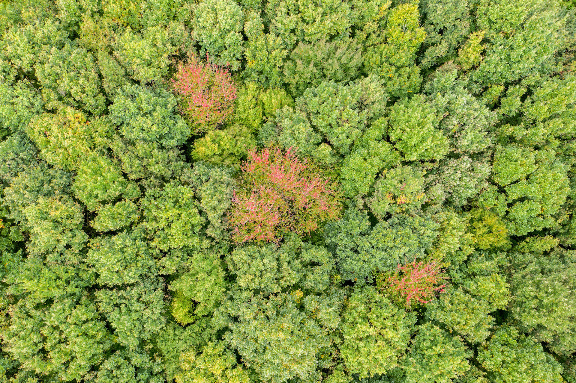 Forêt de l'hermitain