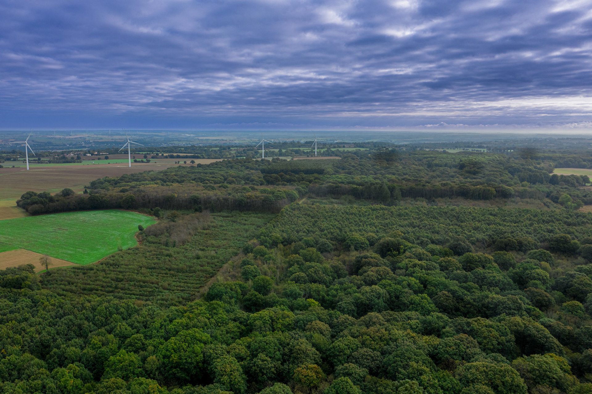 Forêt de l'hermitain