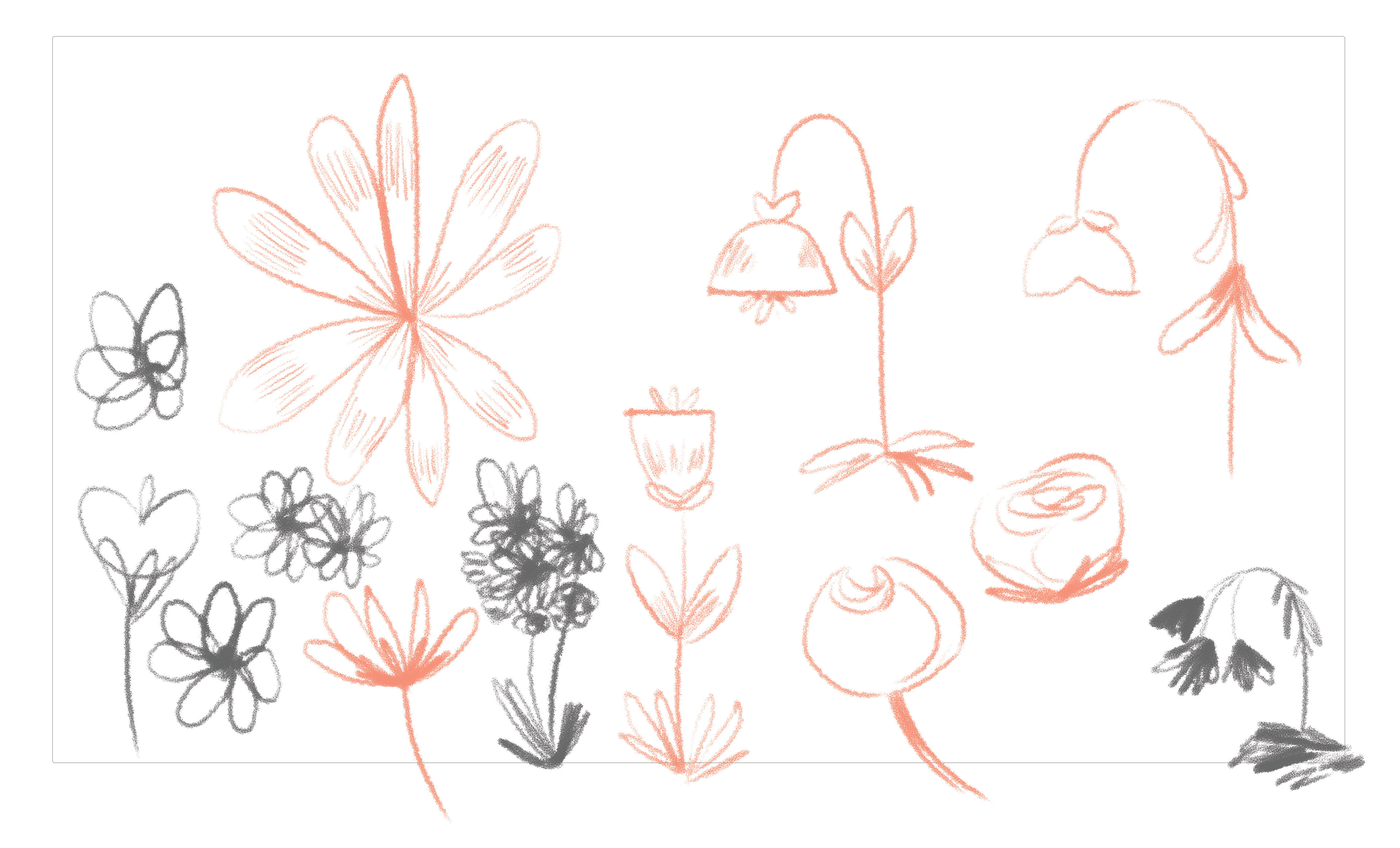 Flower Sketches
