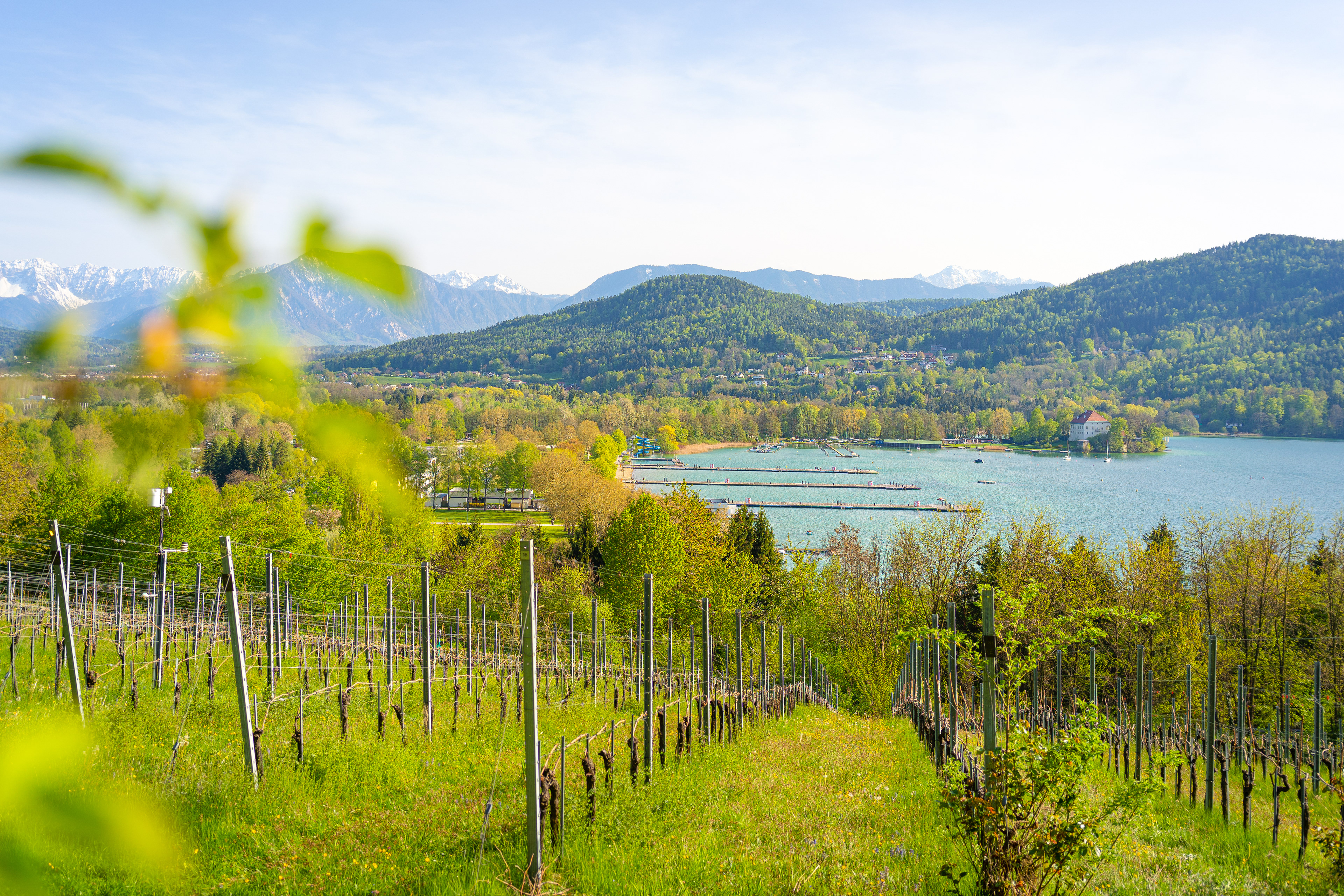 Weingarten am Wörthersee