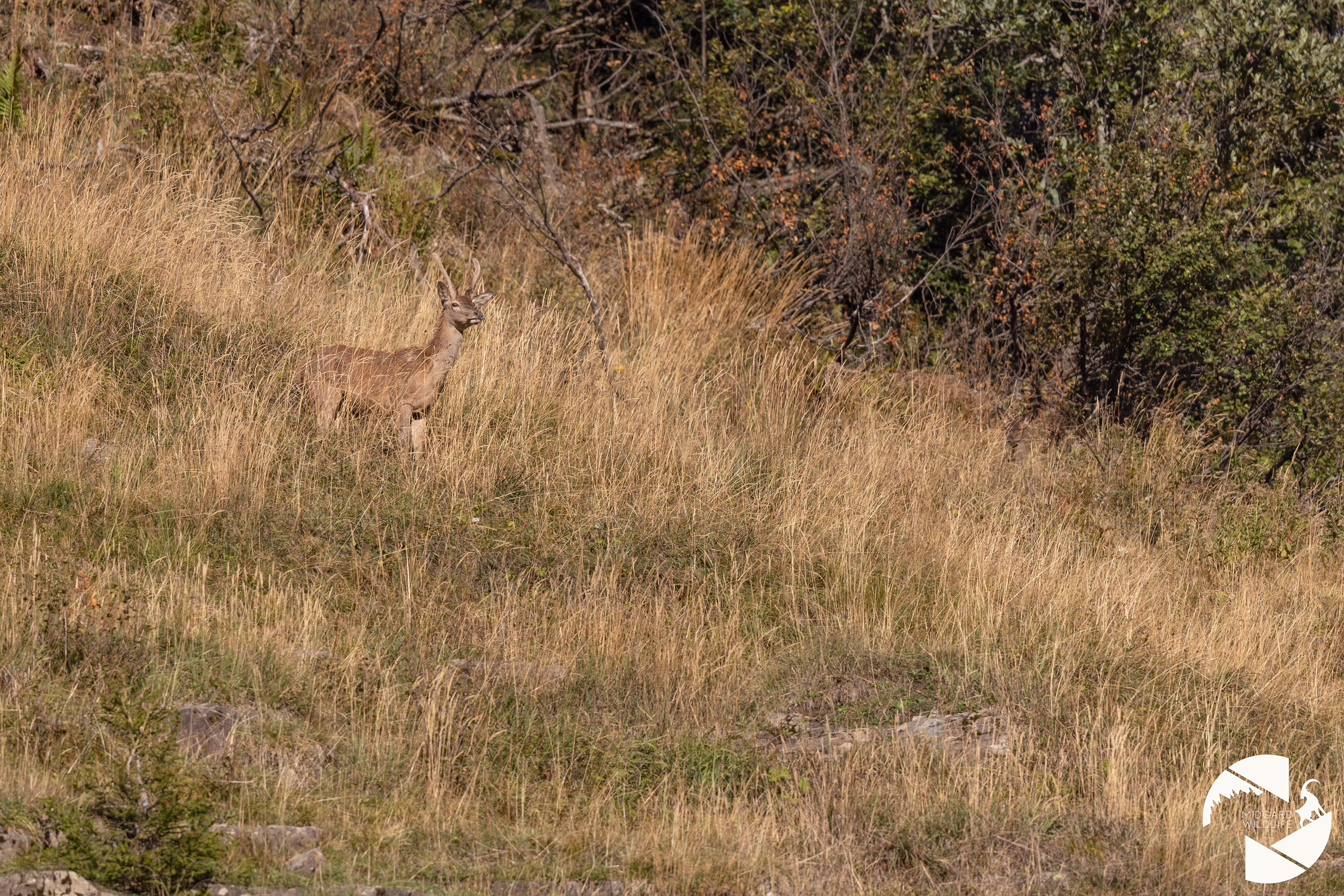 Cerf élaphe